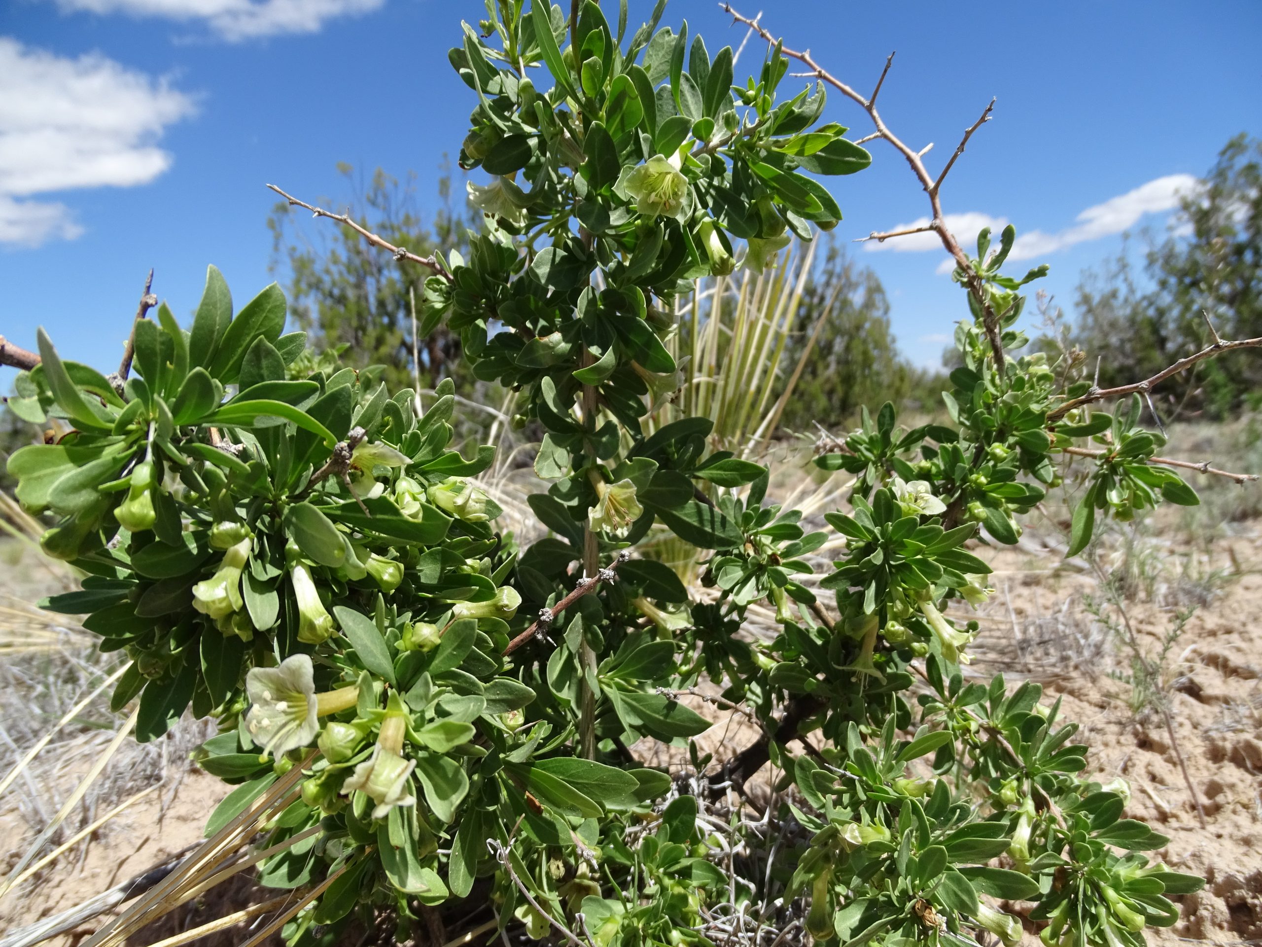 Lycium pallidum