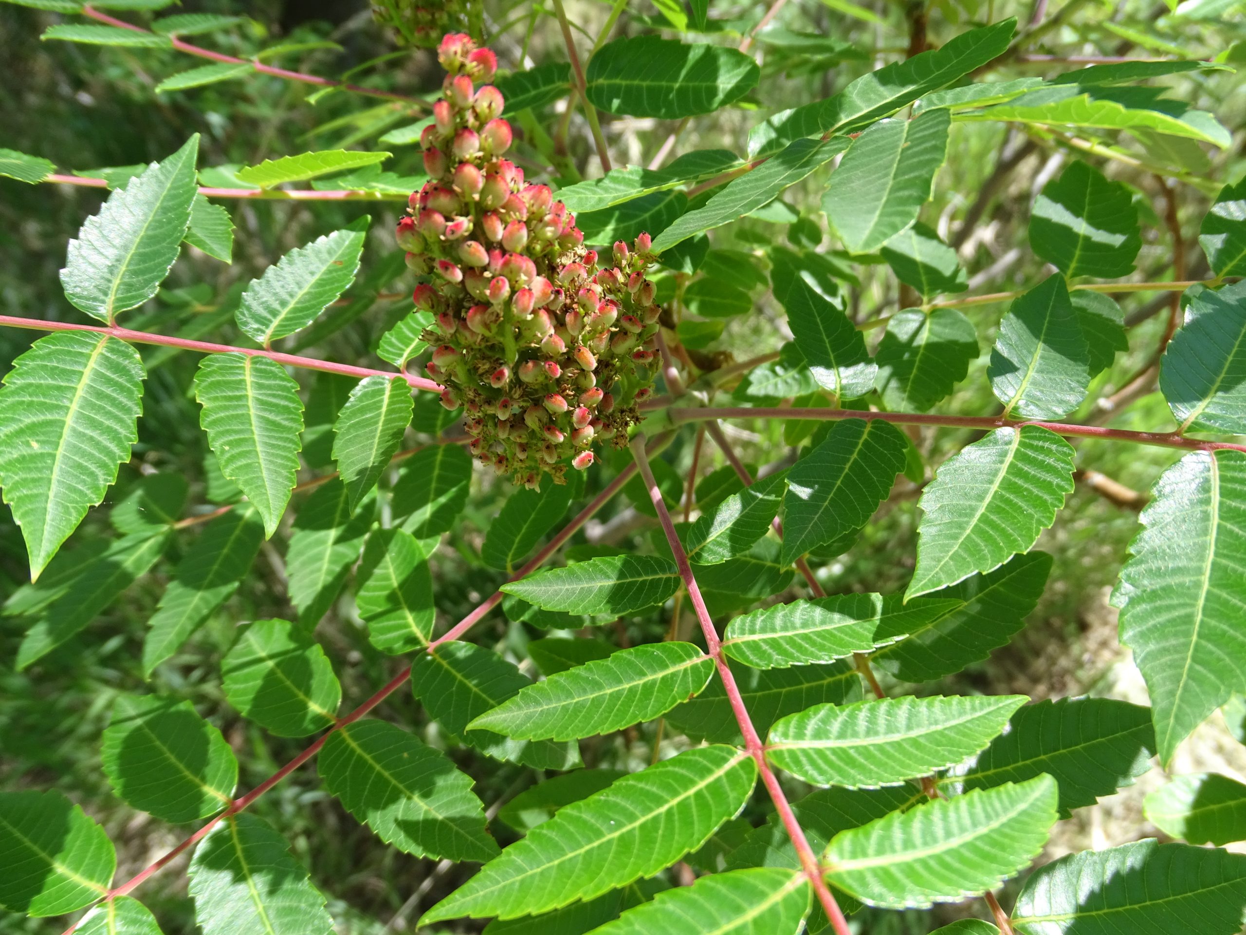 Rhus glabra