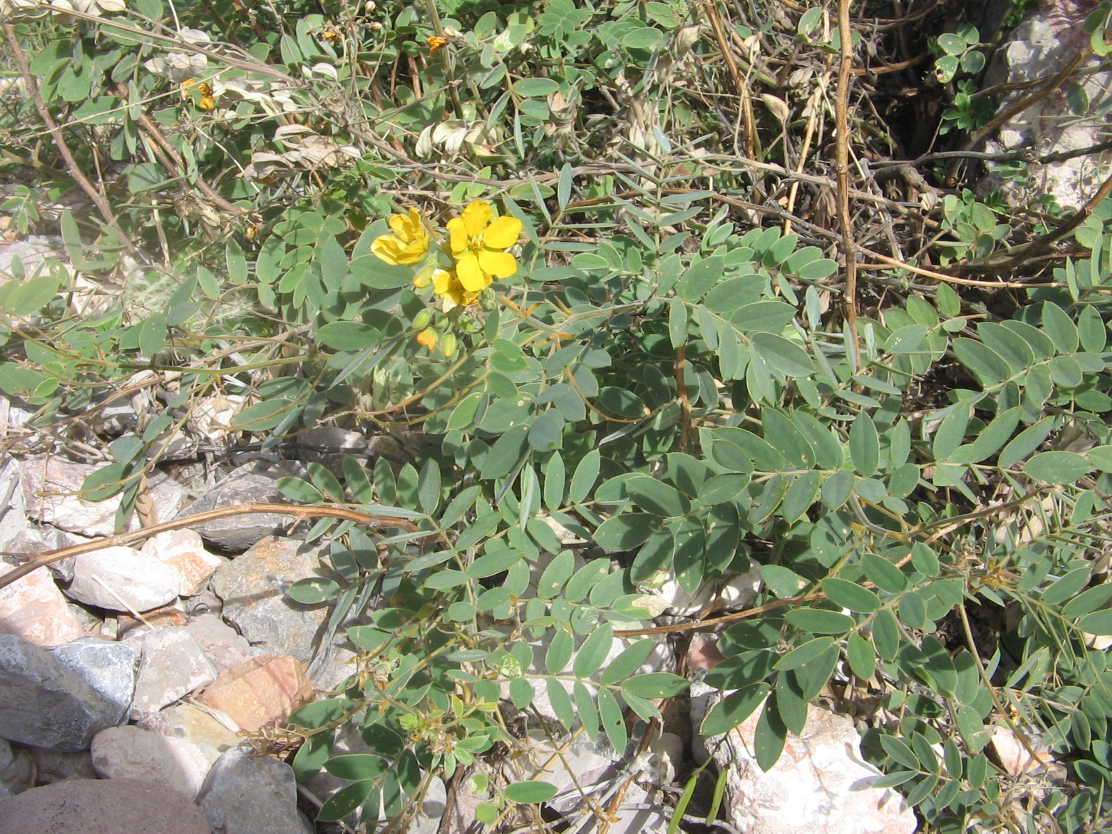 Senna lindheimeriana