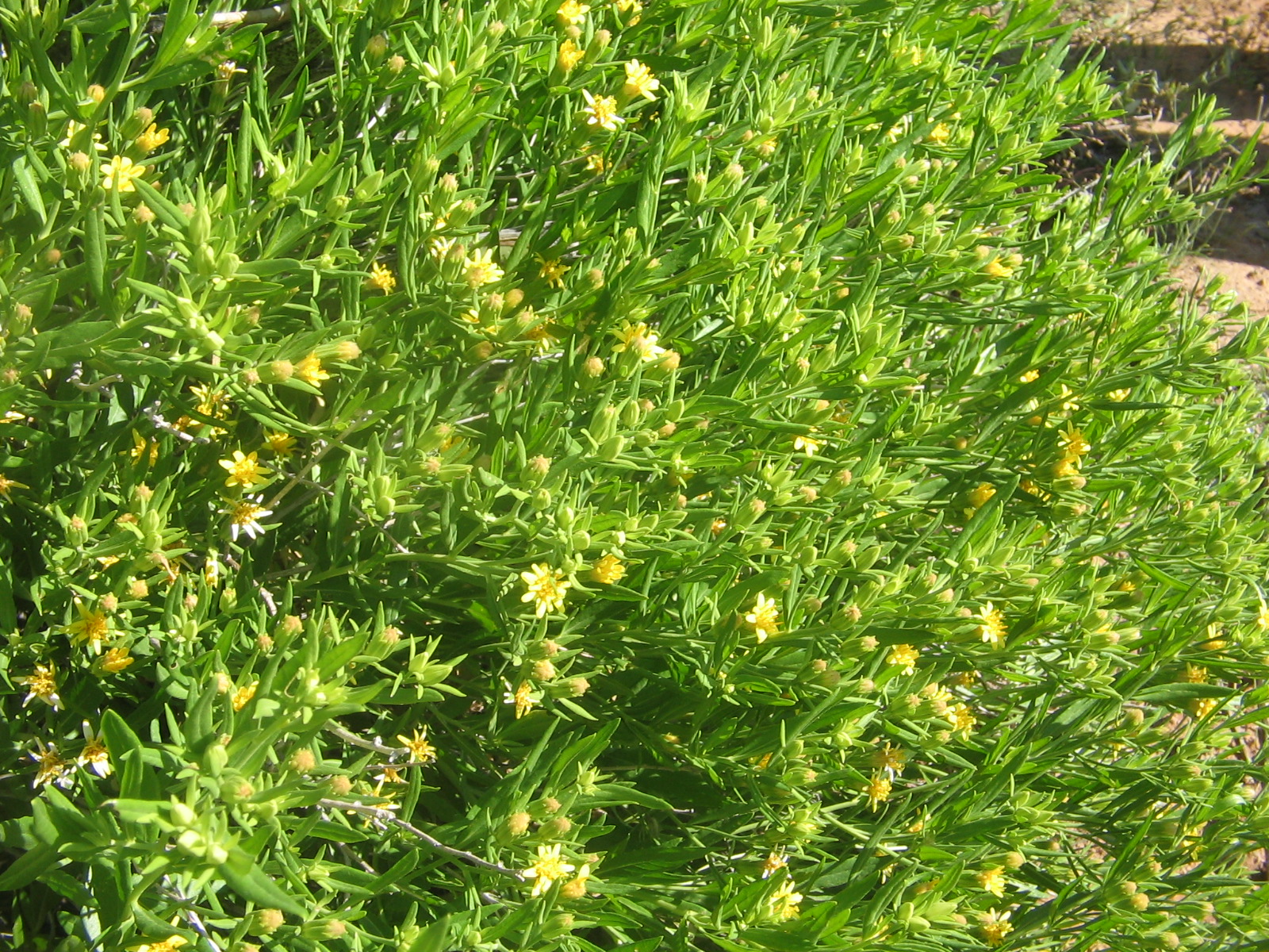 Trixis californica
