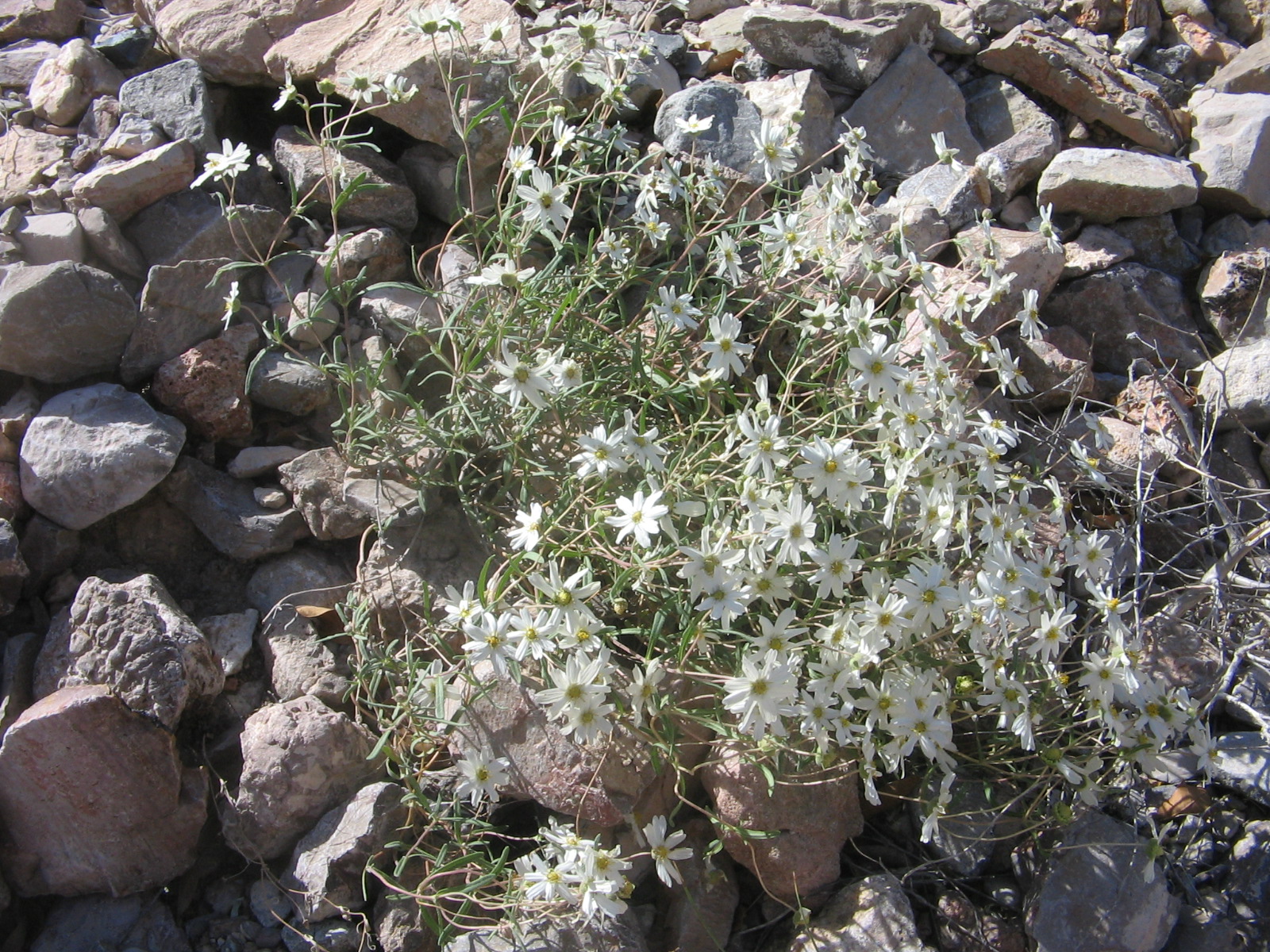 Zinnia acerosa
