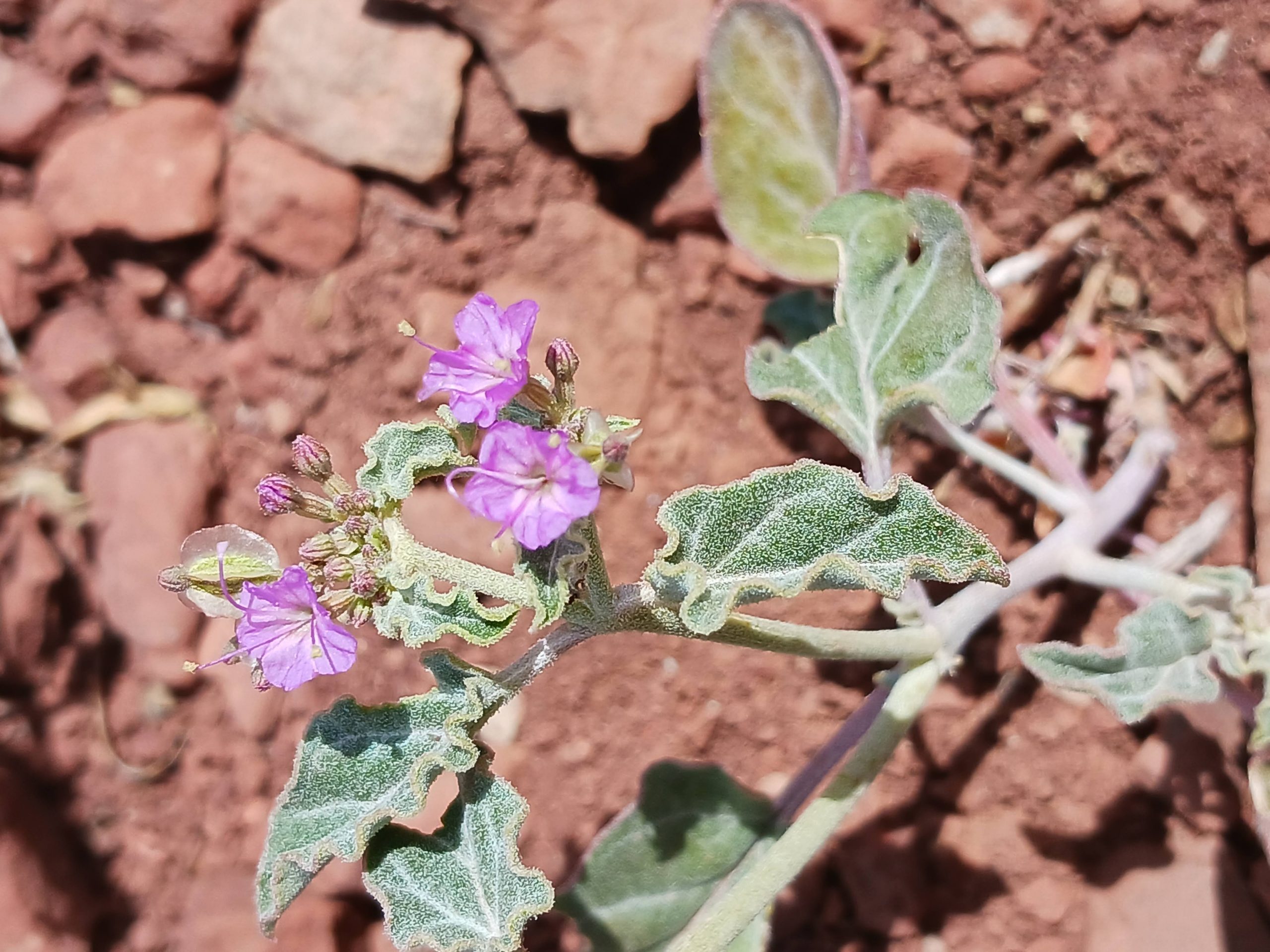 Acleisanthes chenopodioides