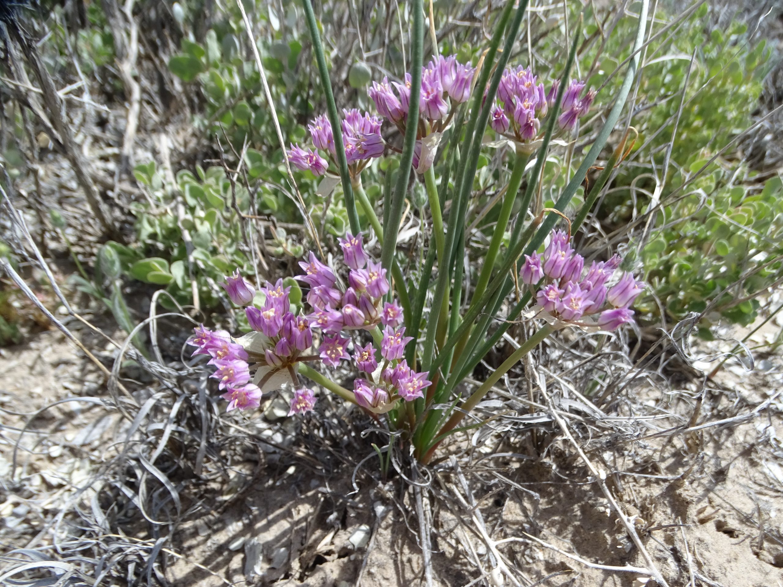 Allium acuminatum