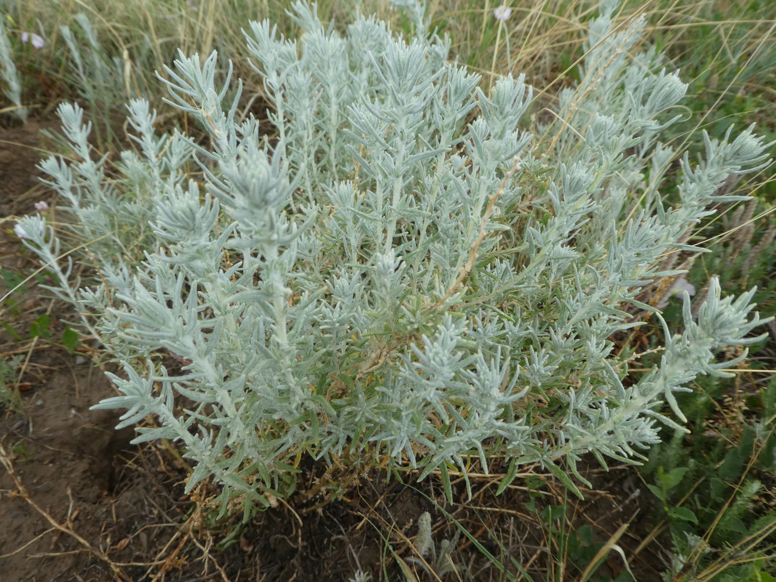 Artemisia ludoviciana