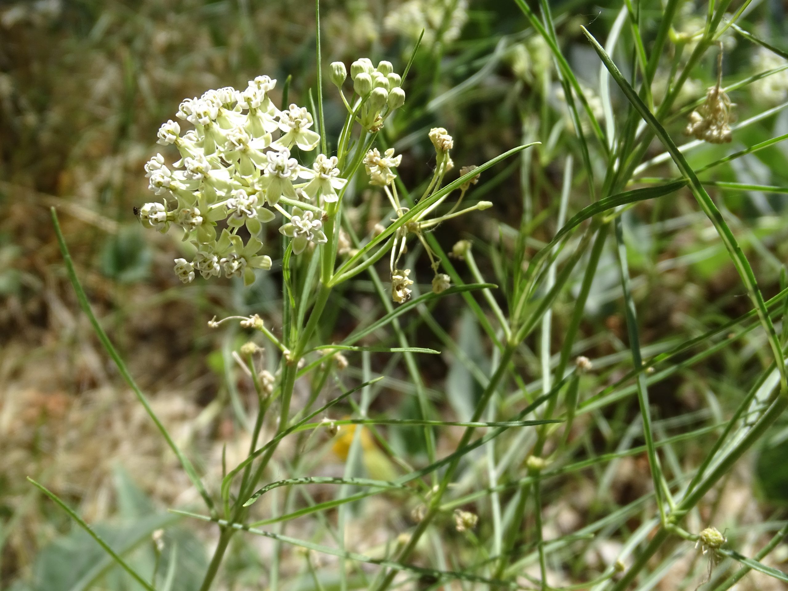 Asclepias verticillata