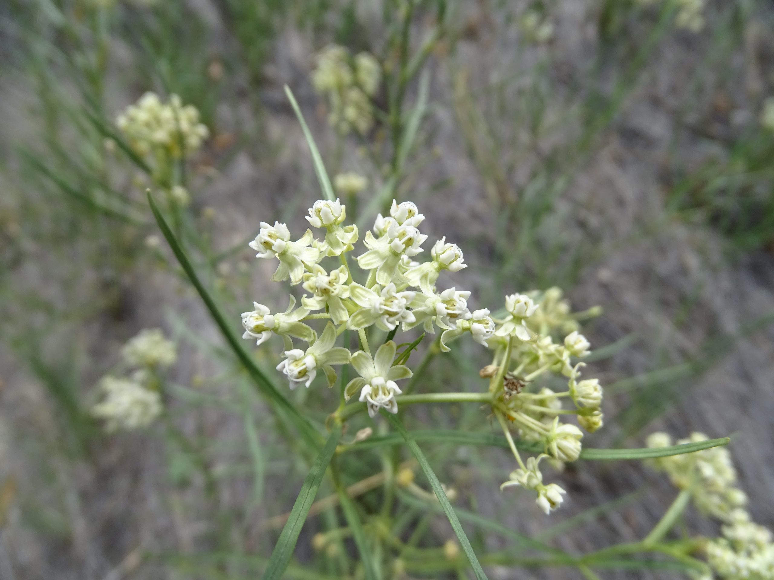 Asclepias subverticillata