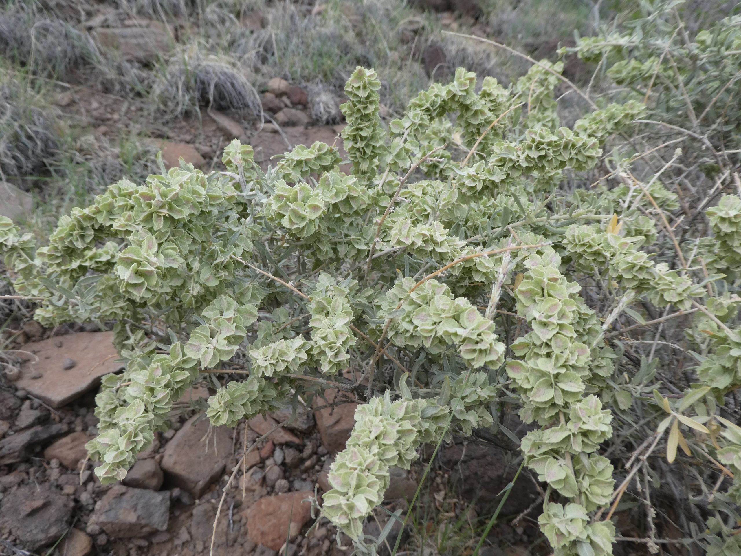 Atriplex canescens