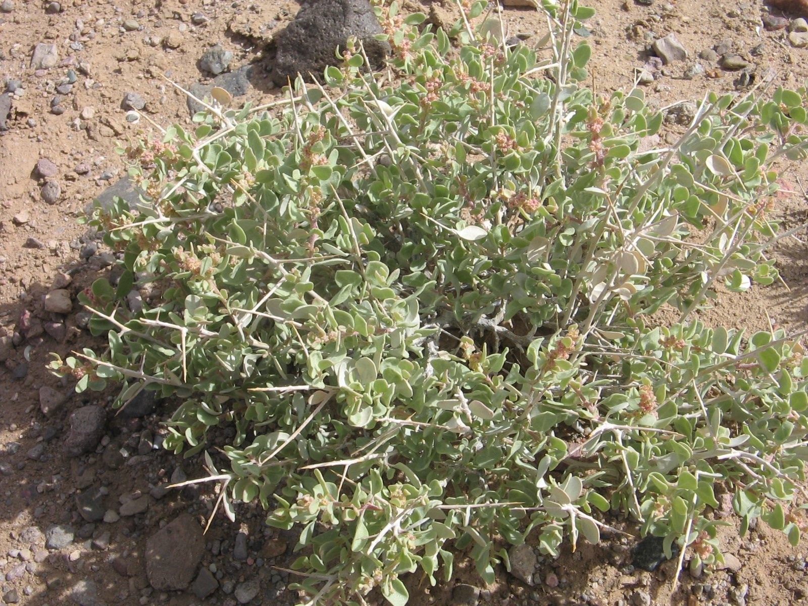 Atriplex confertifolia