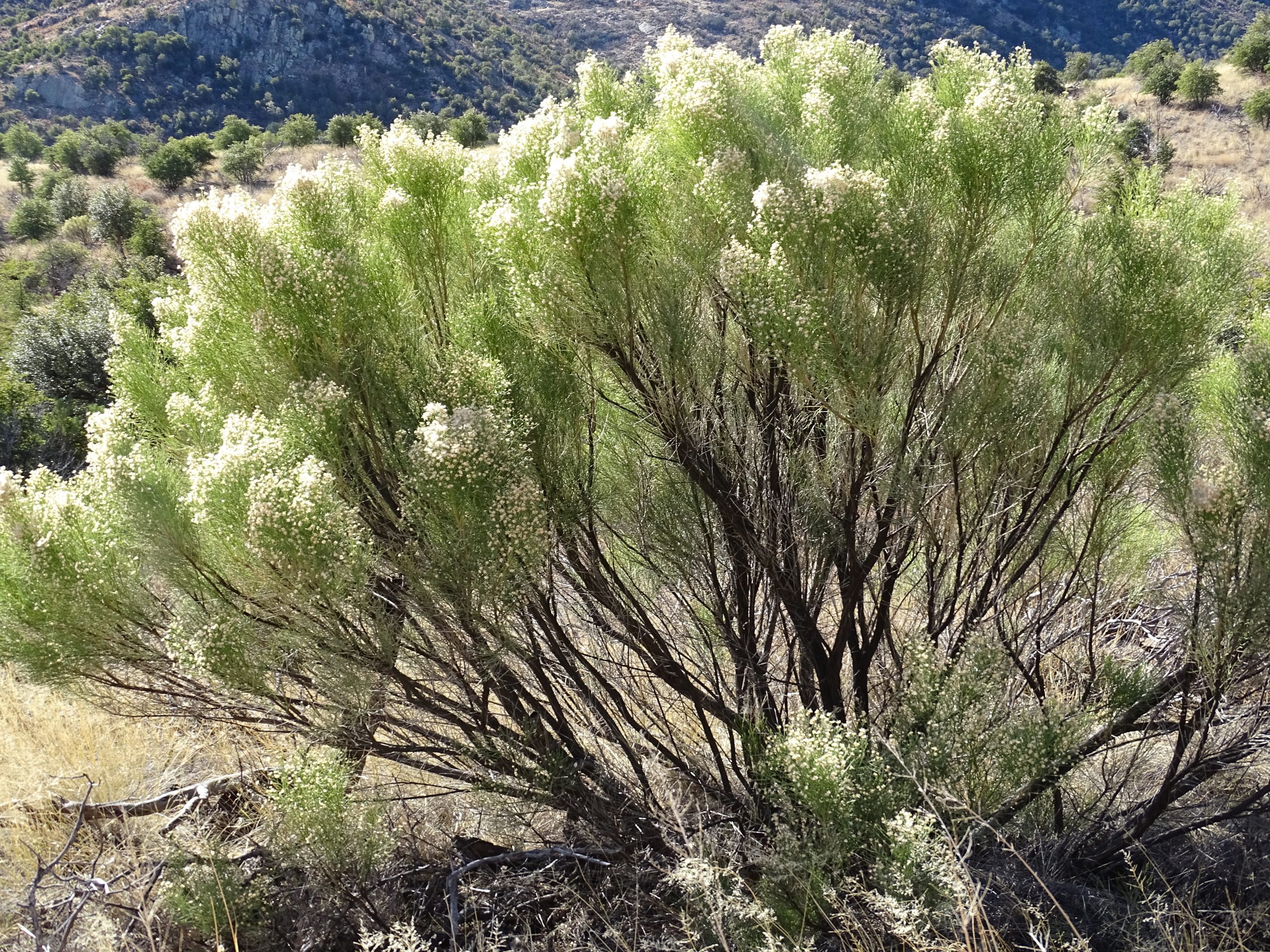 Baccharis sarothroides