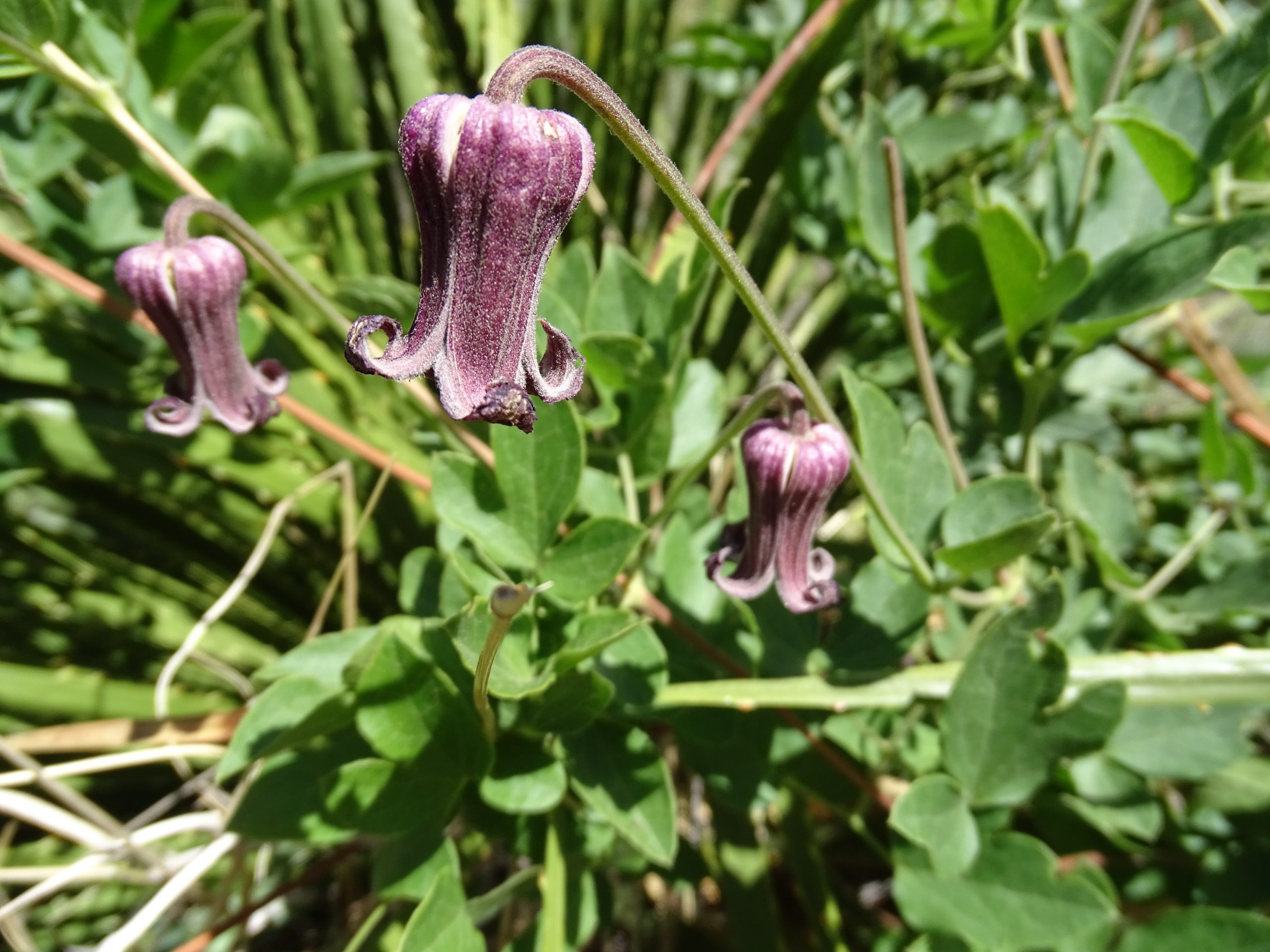 Clematis bigelovii