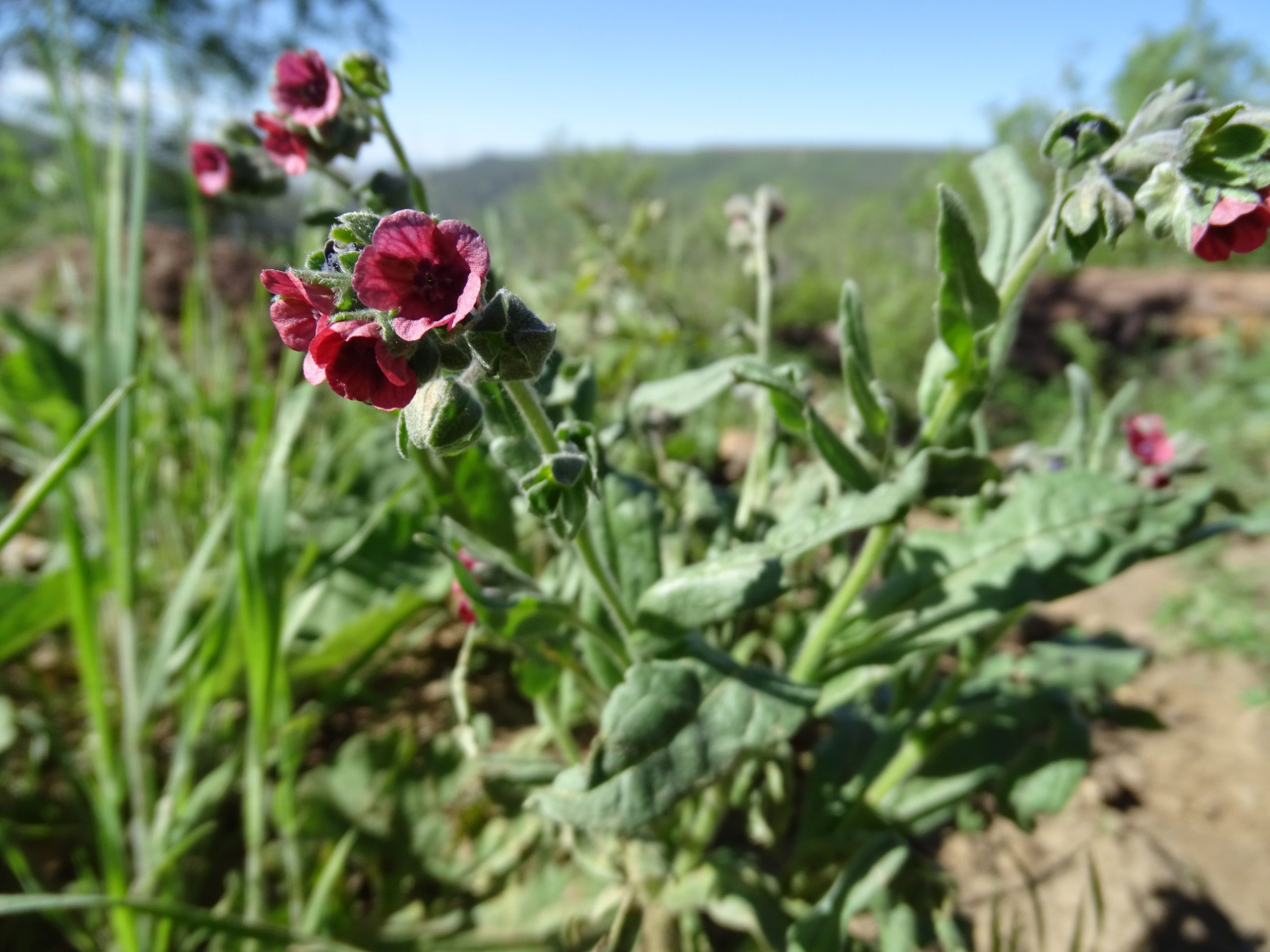 Cynoglossum officinale