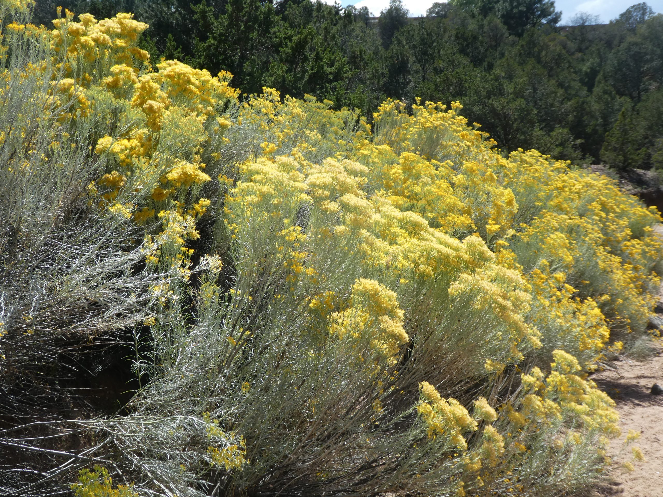 Ericameria nauseosa