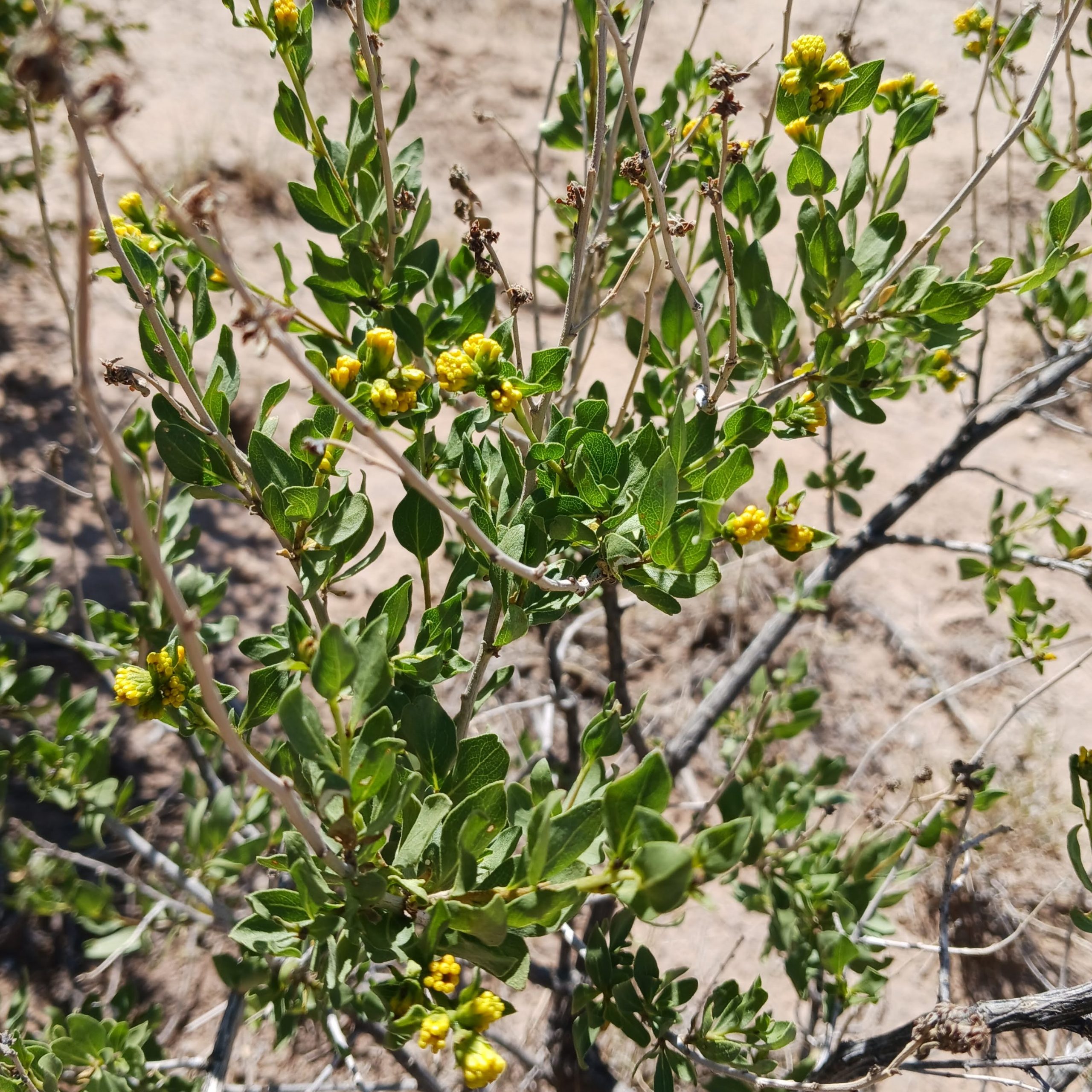 Flourensia cernua