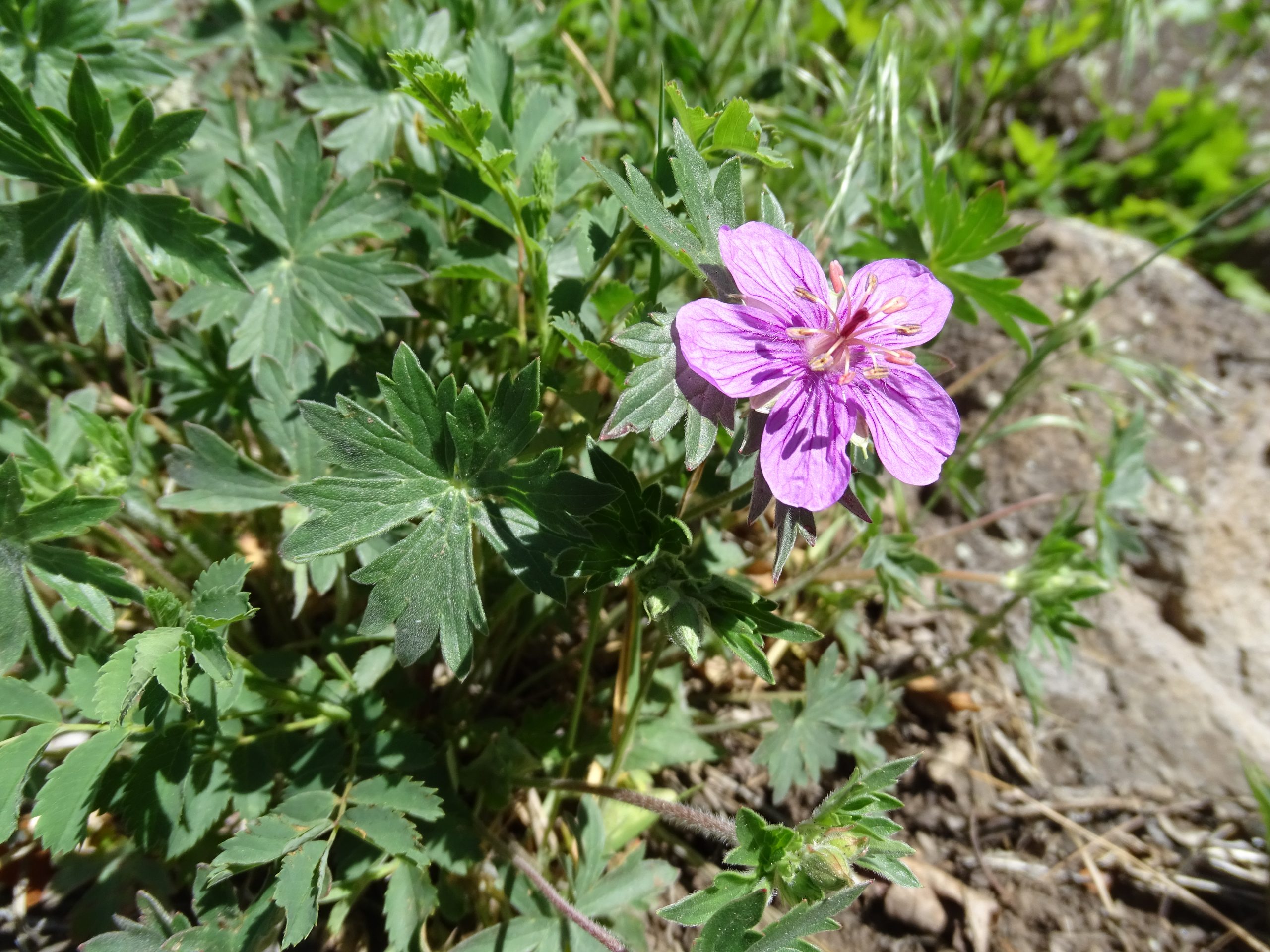 Geranium caespitosum