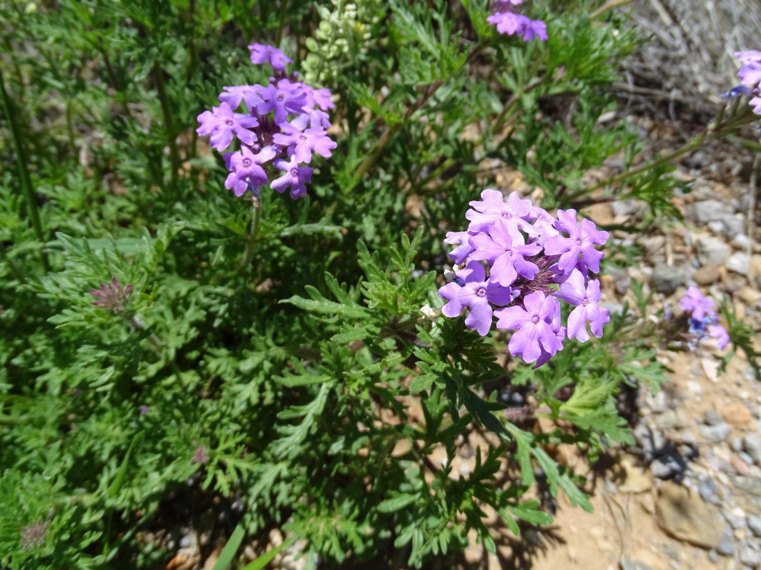 Glandularia bipinnatifida