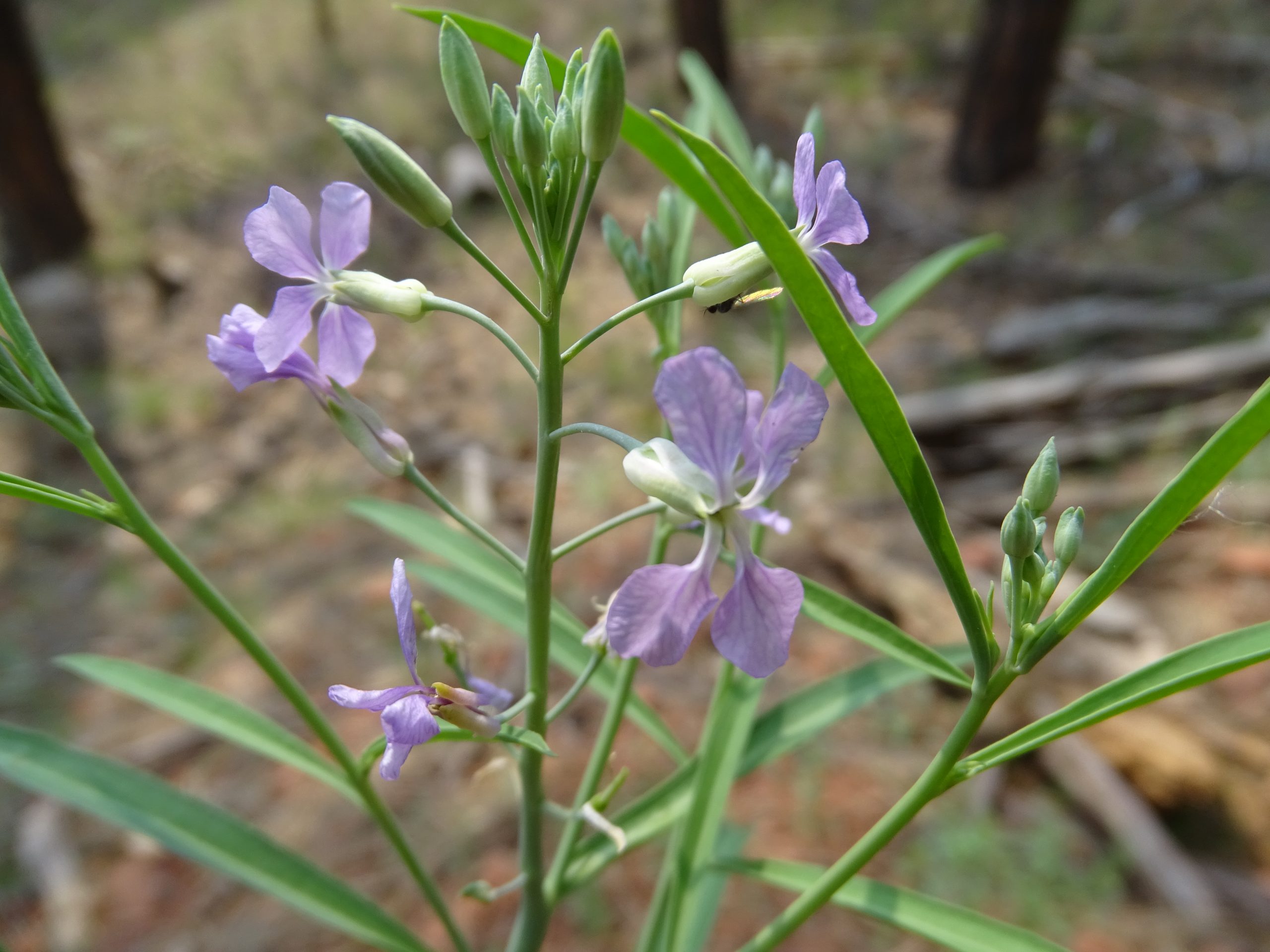 Hesperidanthus linearifolius
