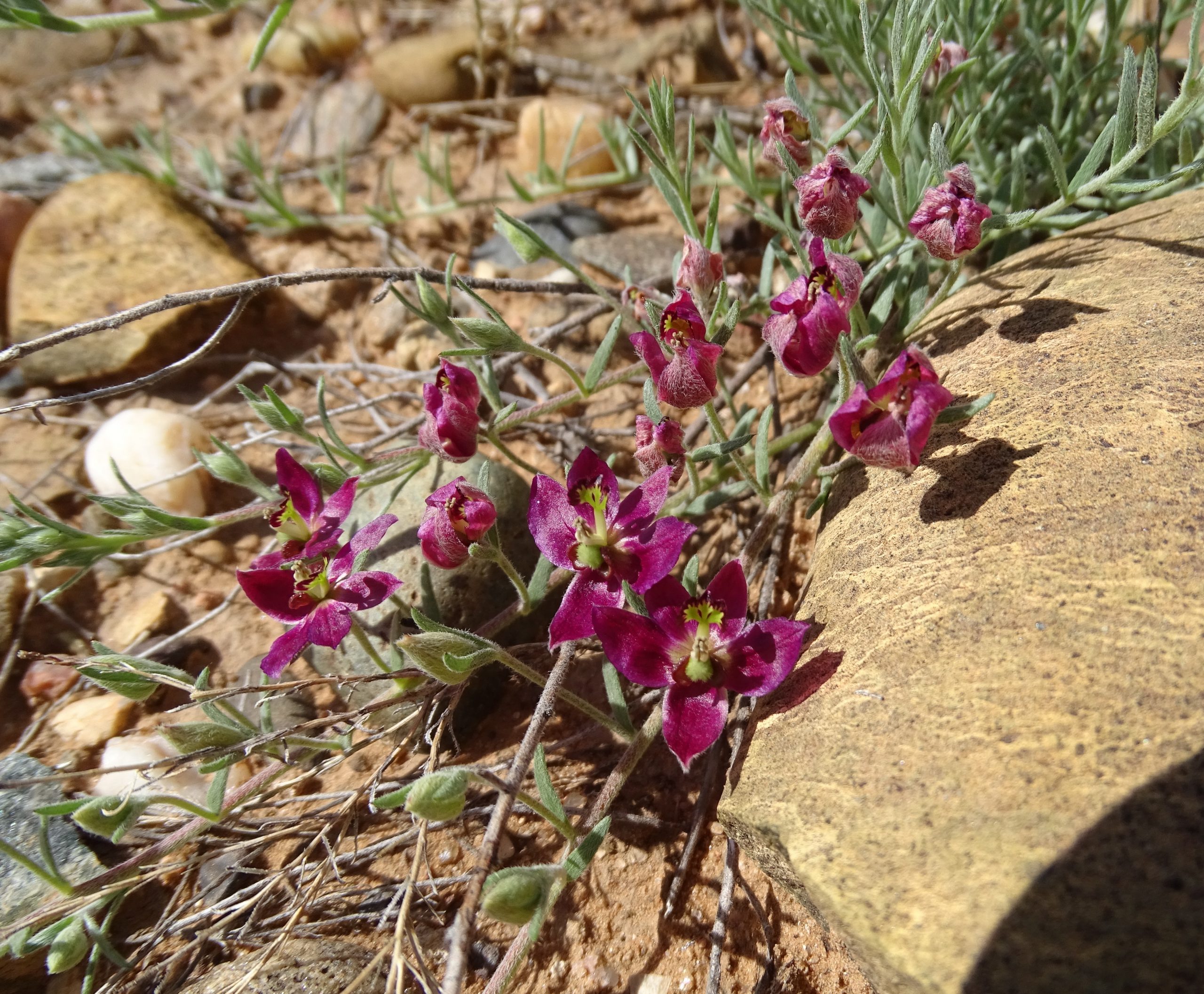 Krameria lanceolata