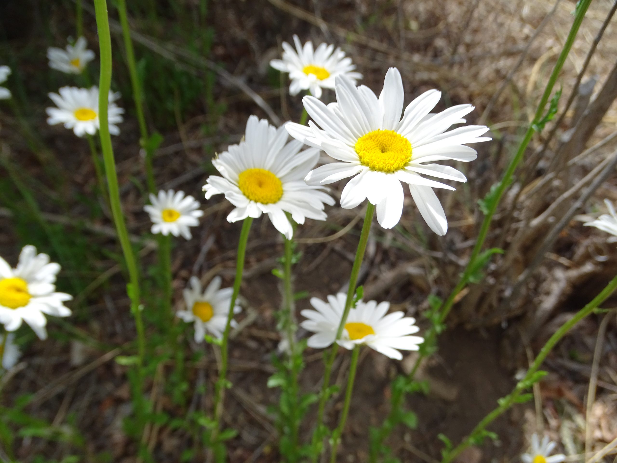 Leucanthemum vulgare