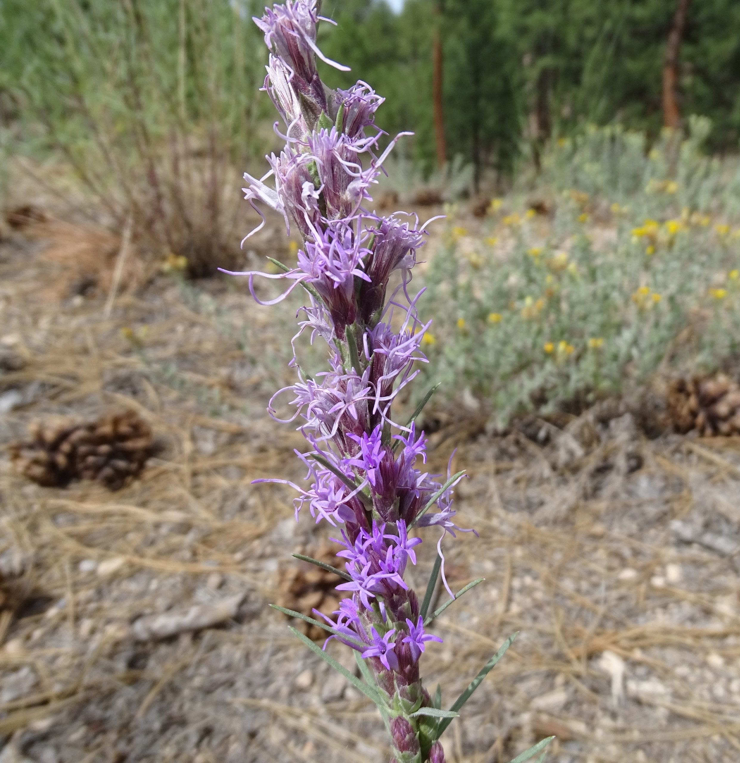 Liatris punctata