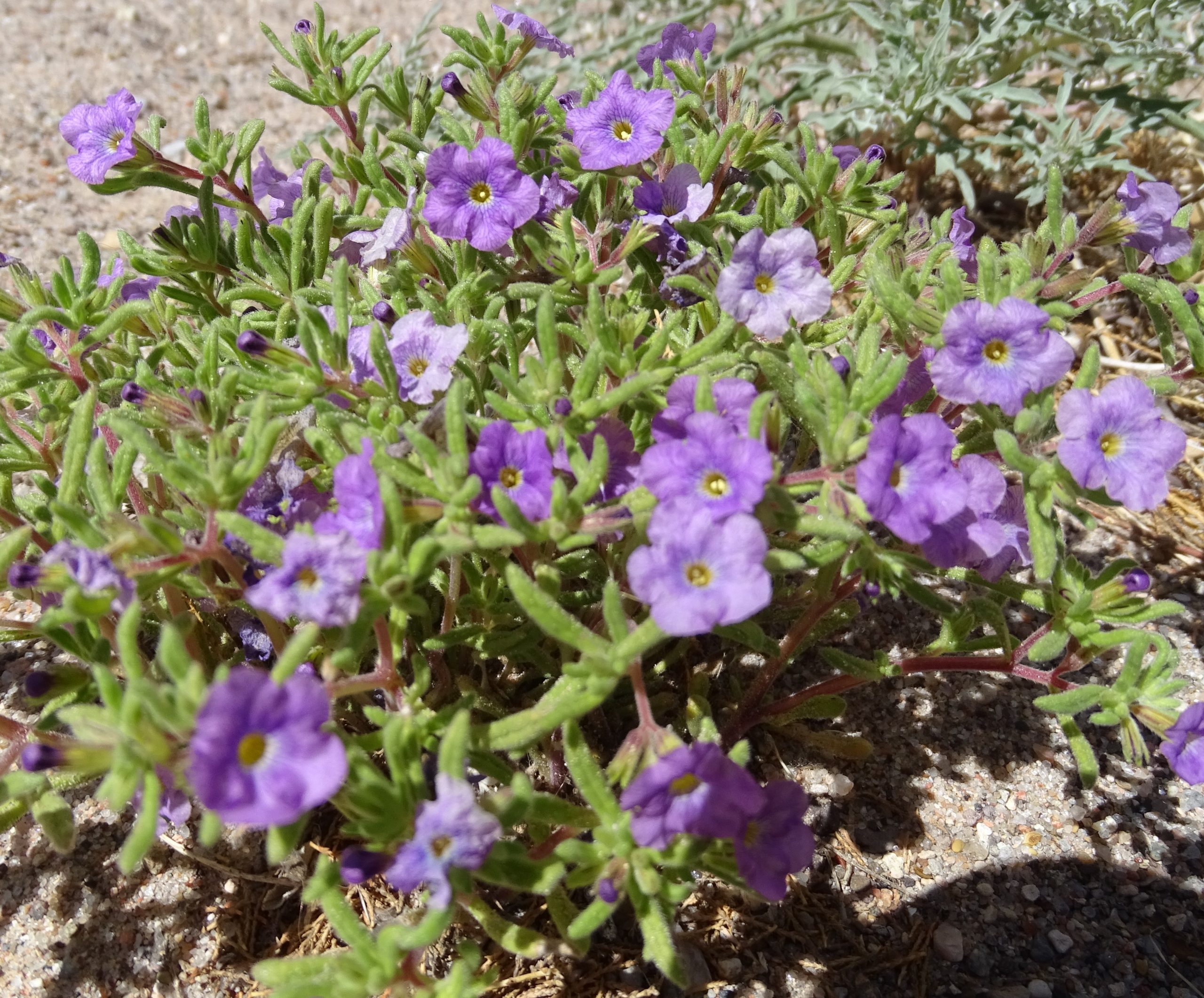 Nama hispida