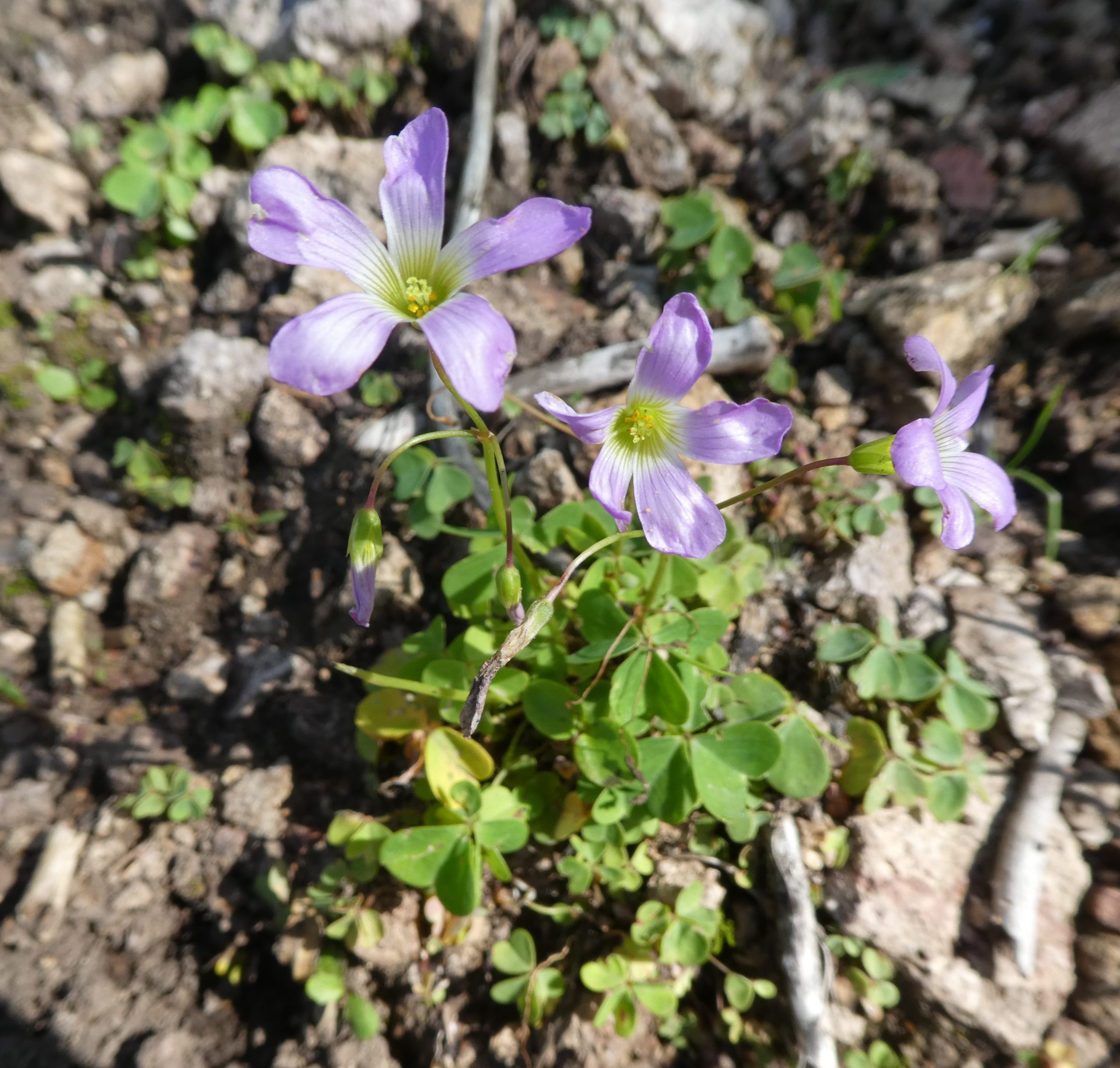Oxalis metcalfei