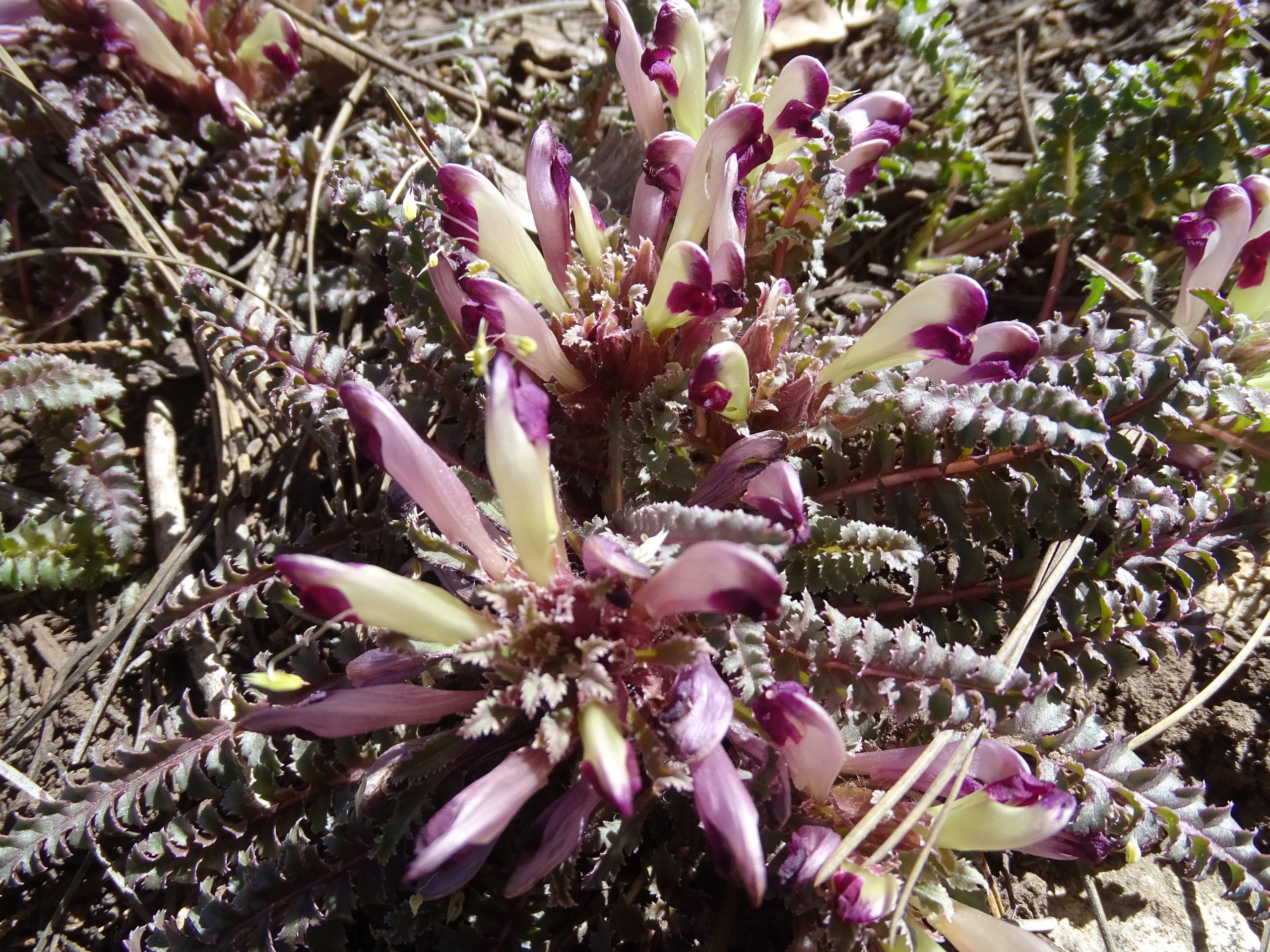 Pedicularis centranthera