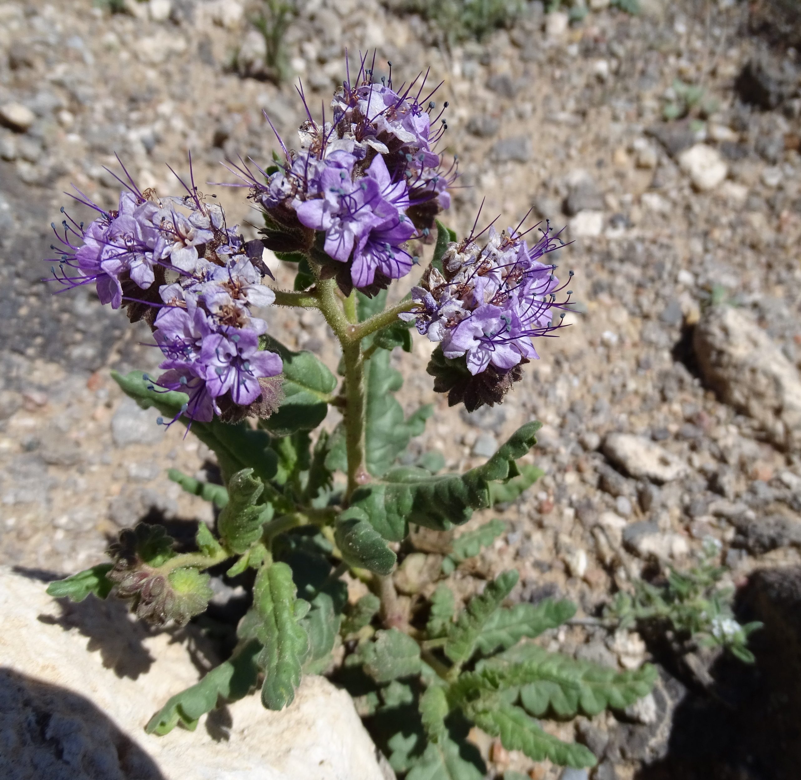 Phacelia integrifolia
