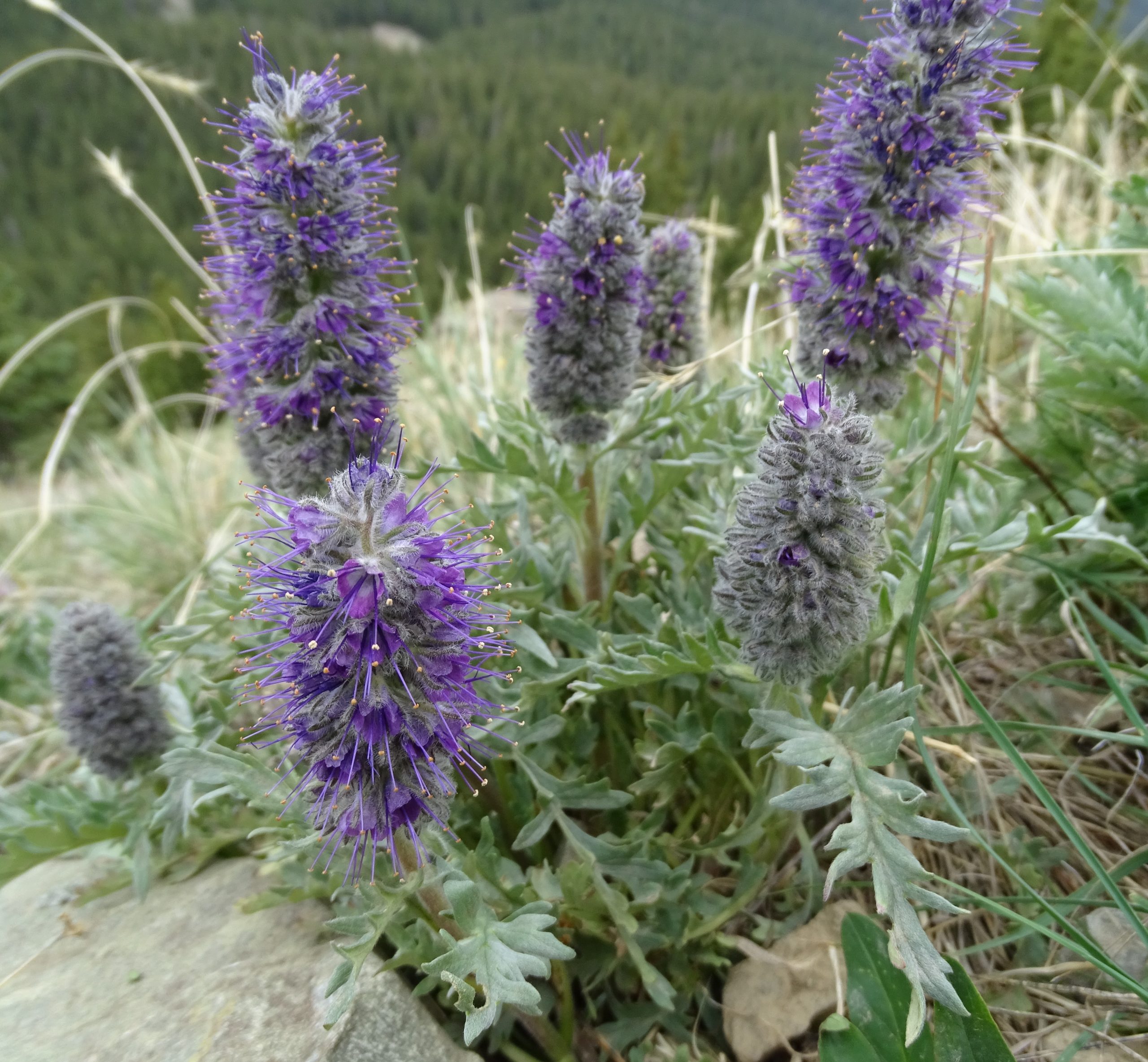 Phacelia sericea