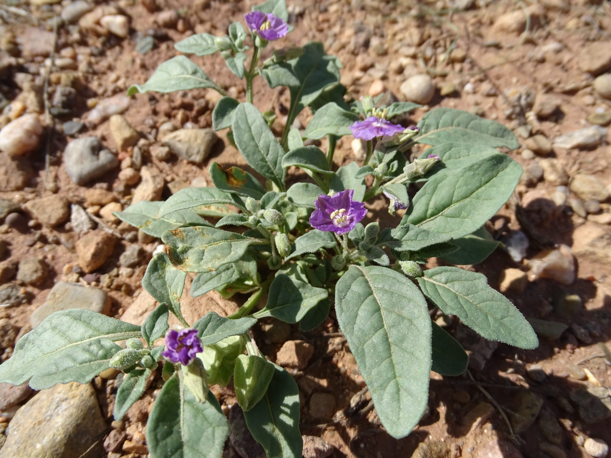 Quincula lobata