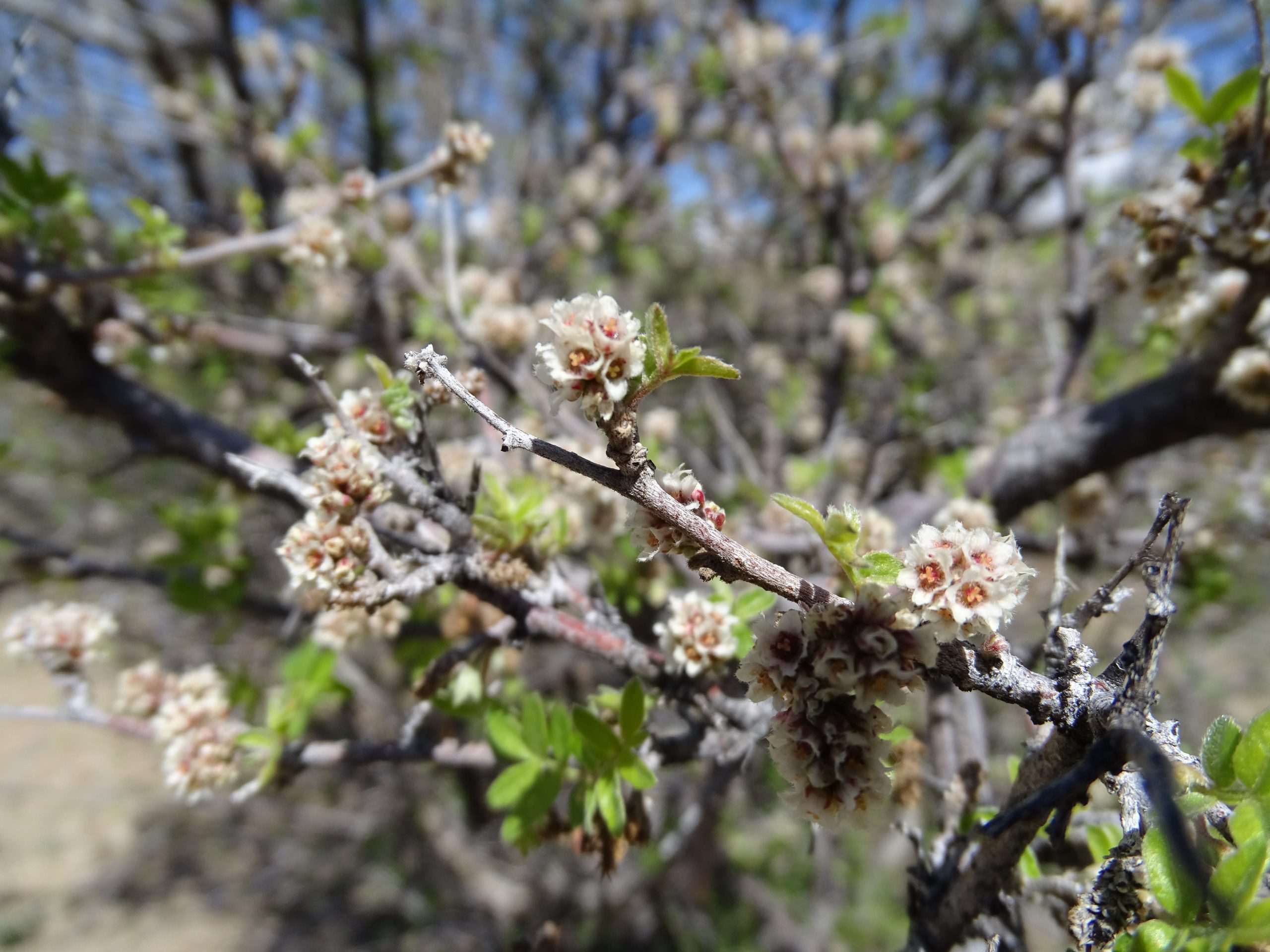 Rhus microphylla