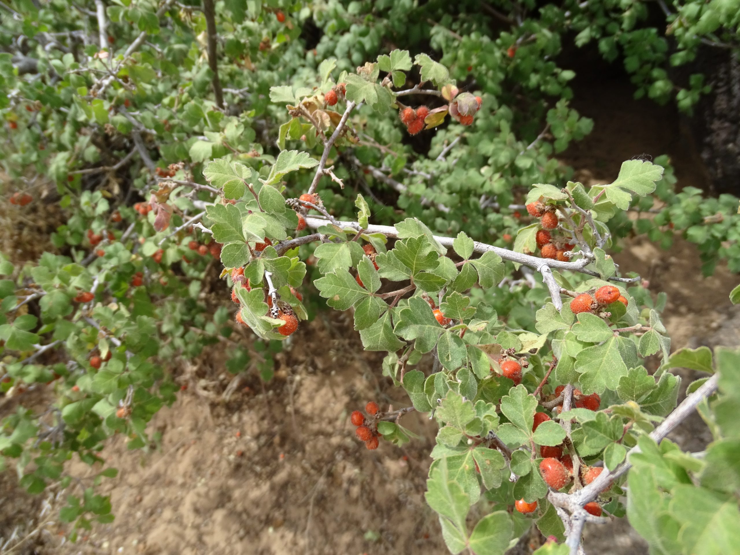 Rhus trilobata