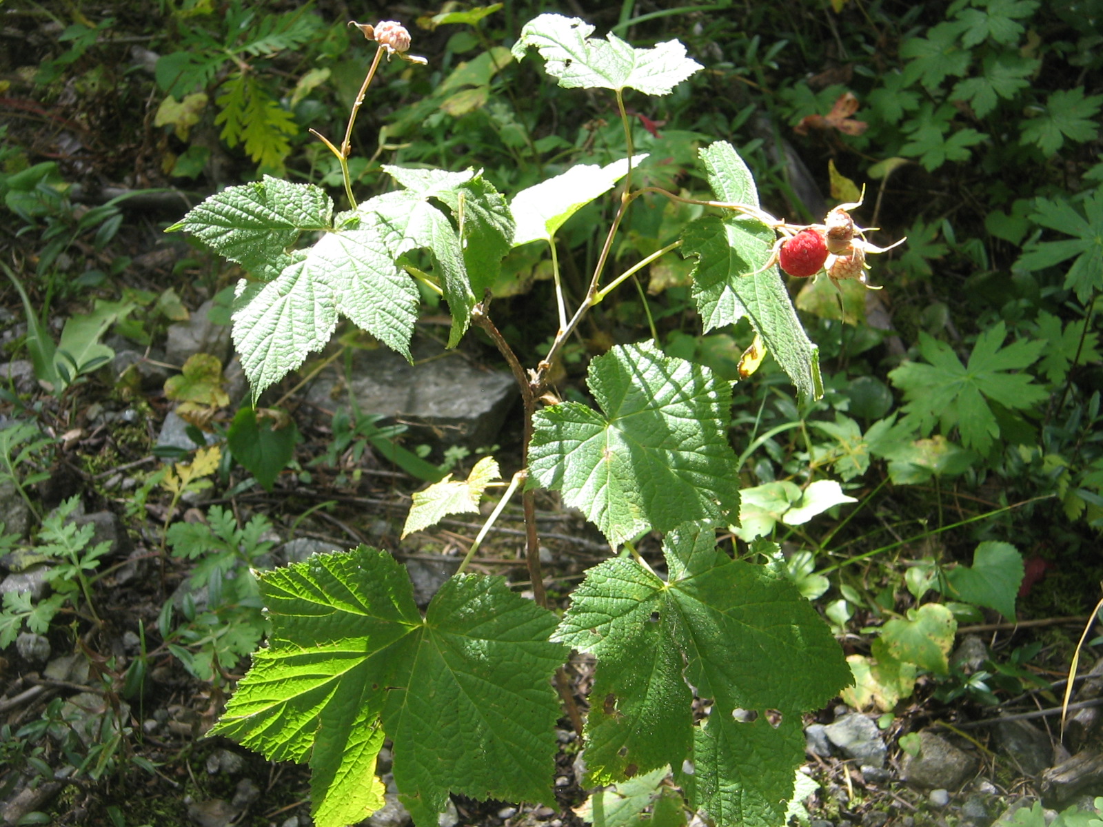 Rubus parviflorus