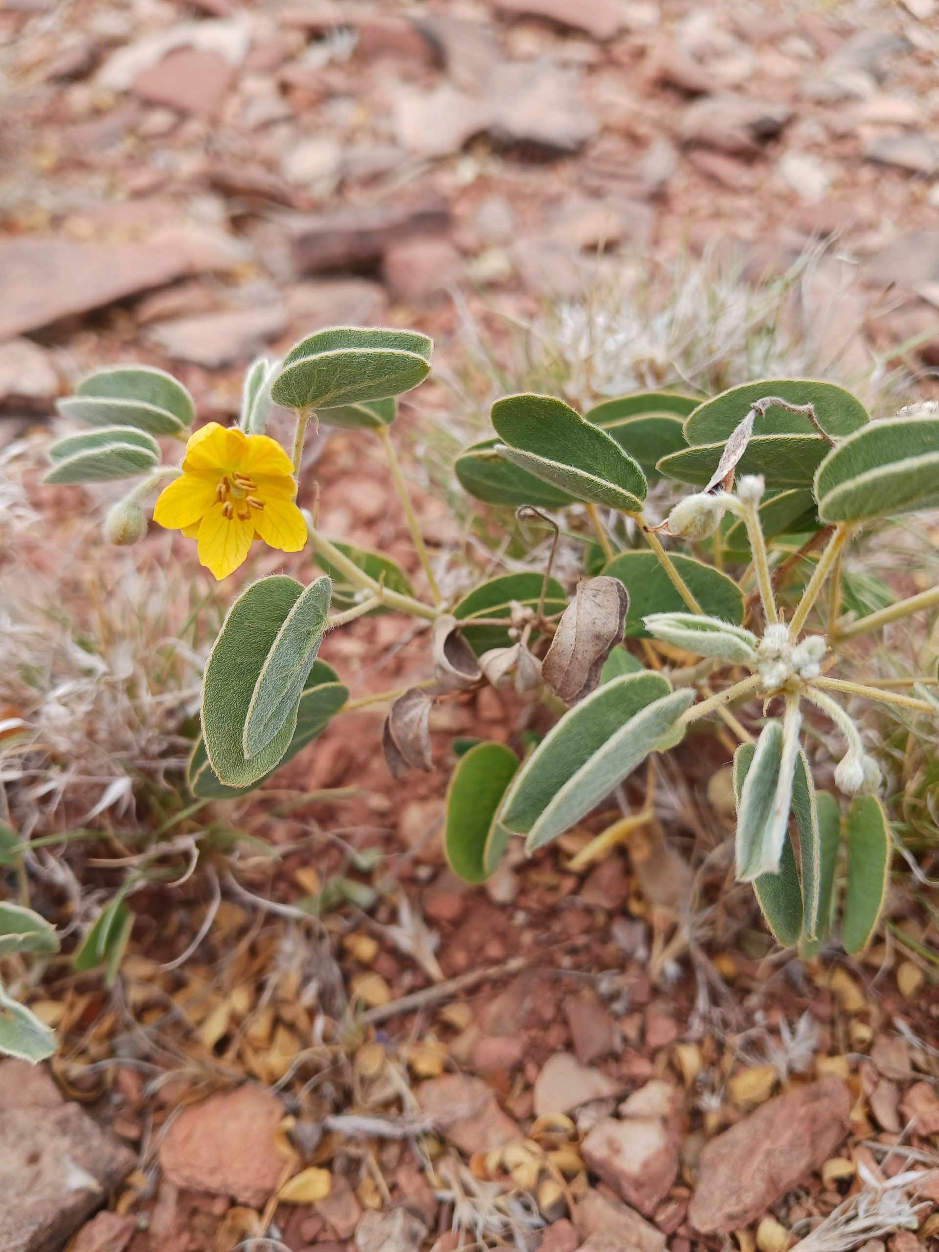Senna bauhinioides