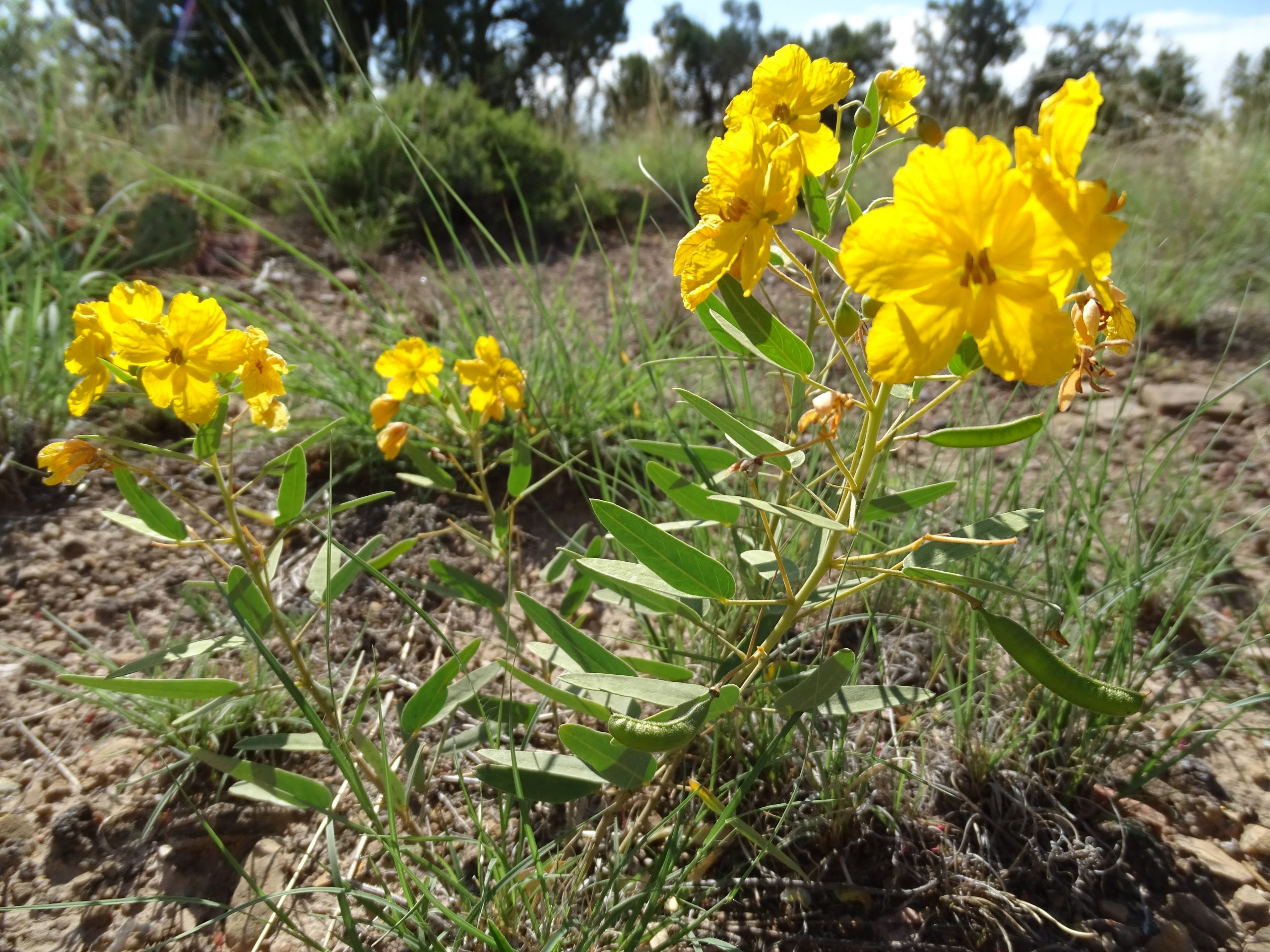 Senna roemeriana