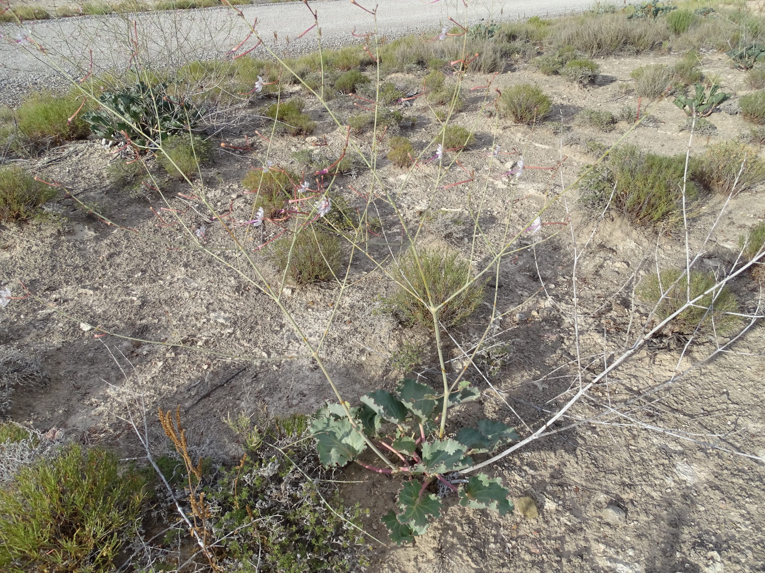 Anulocaulis leiosolenus var. gypsogenus
