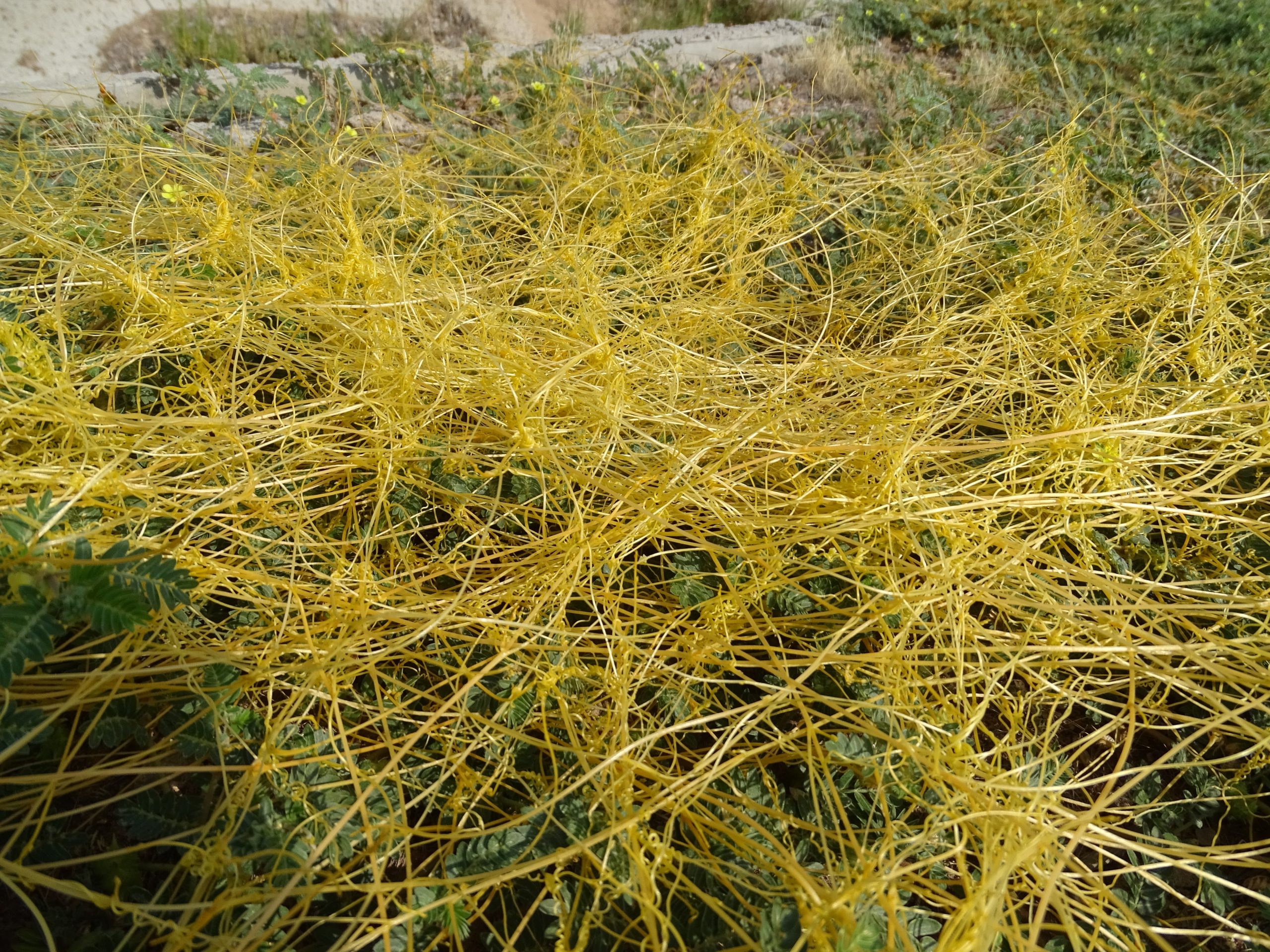 Cuscuta sp.