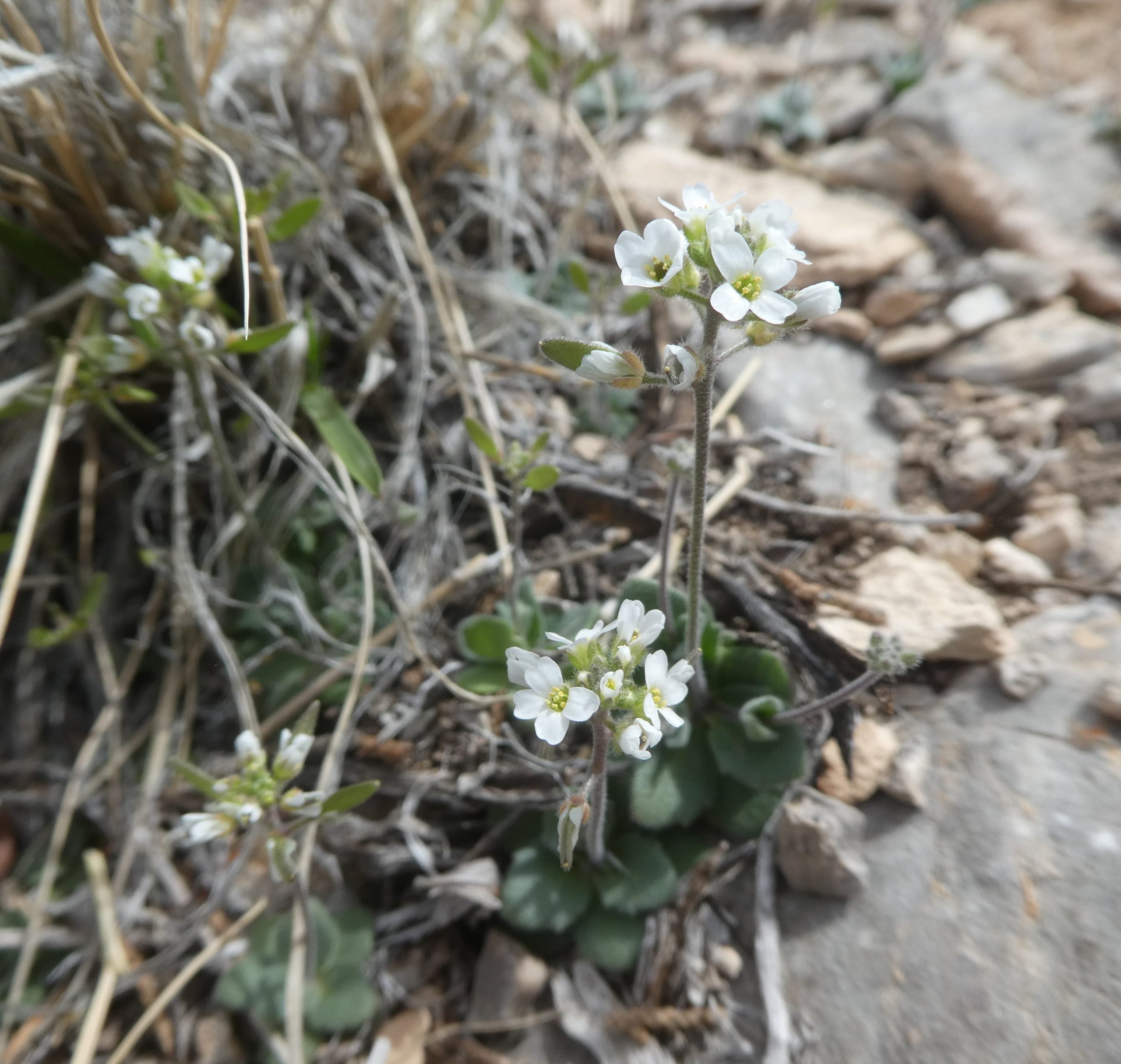 Draba cuneifolia