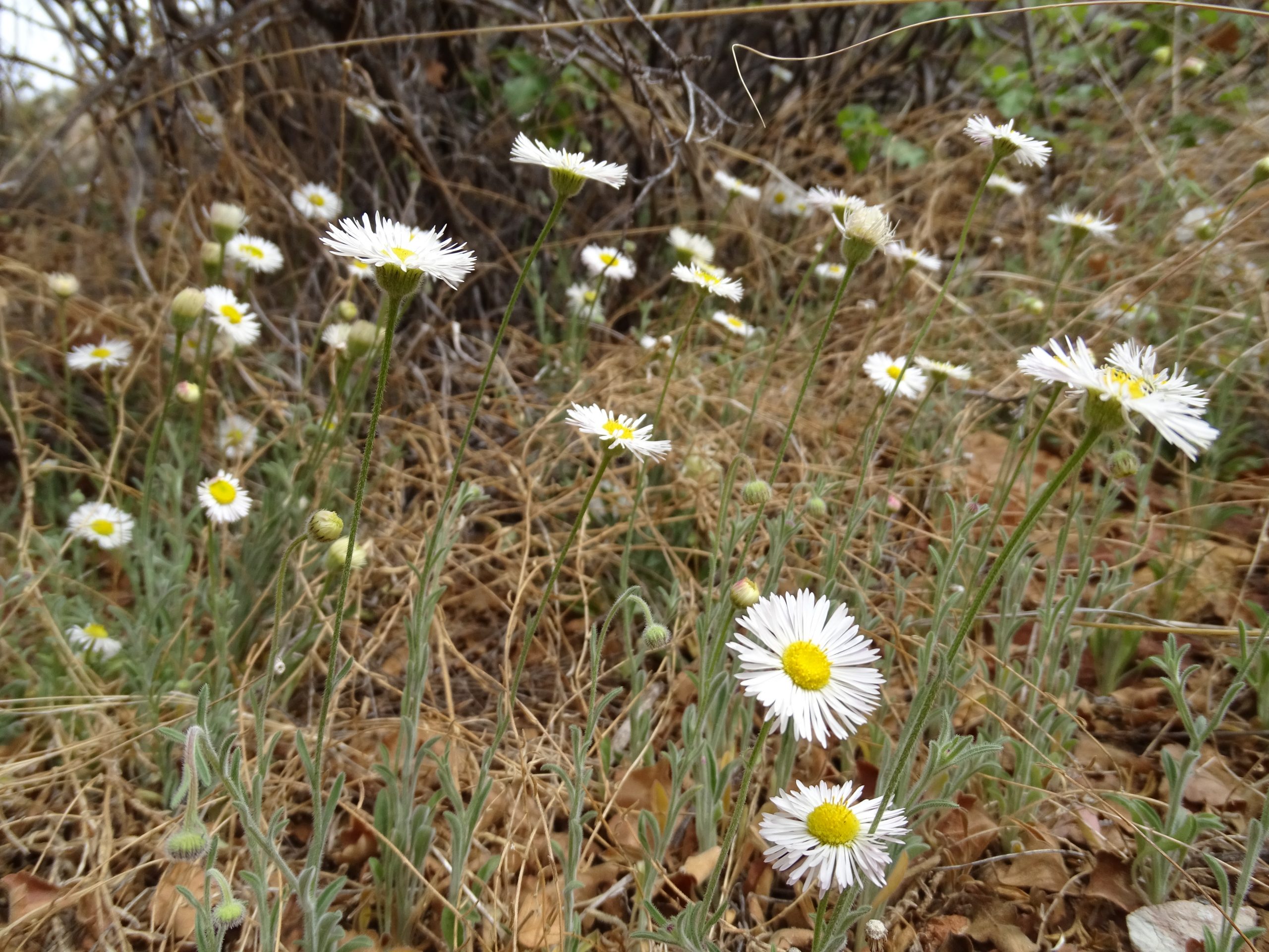 Erigeron divergens