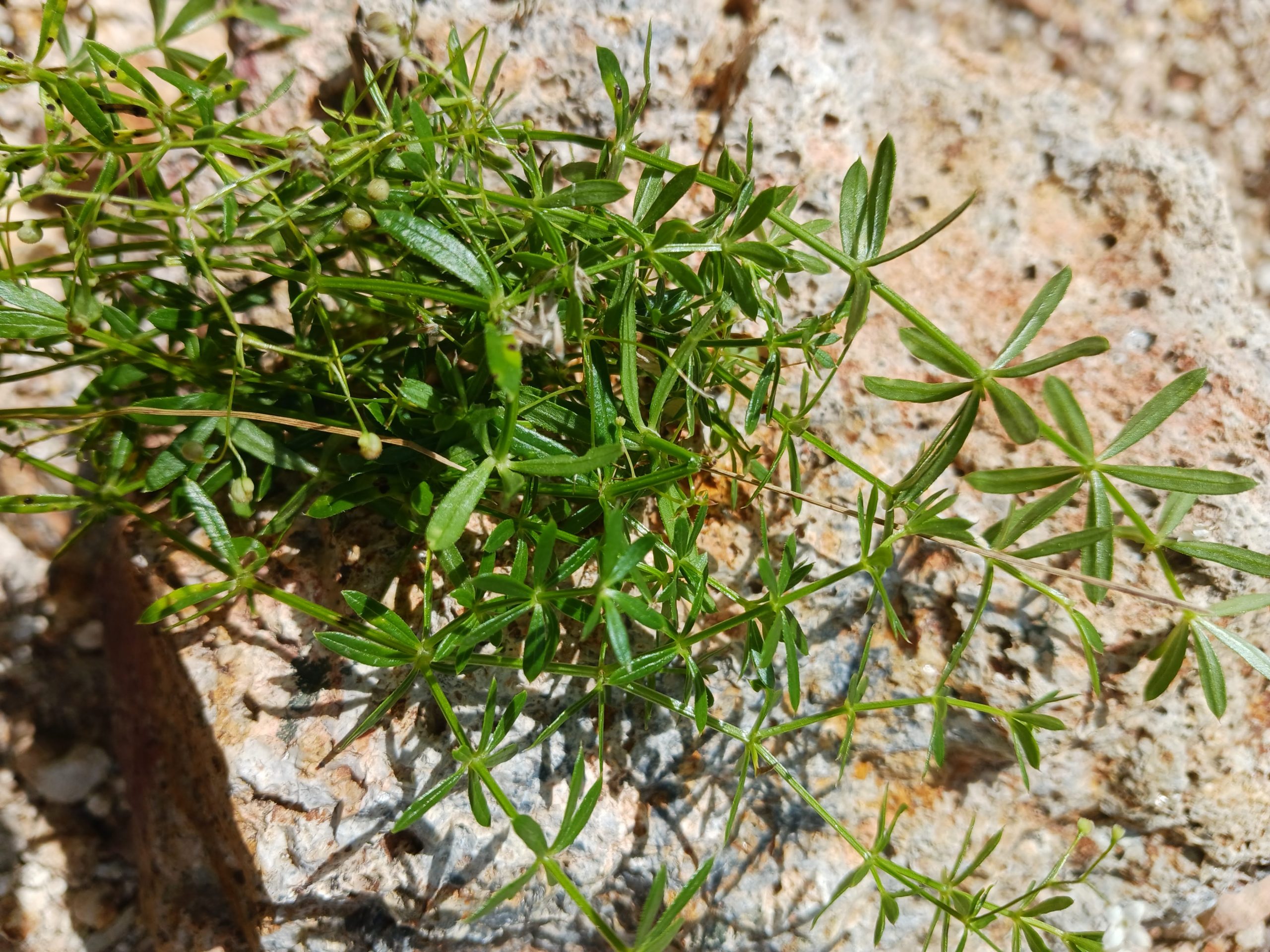 Galium aparine