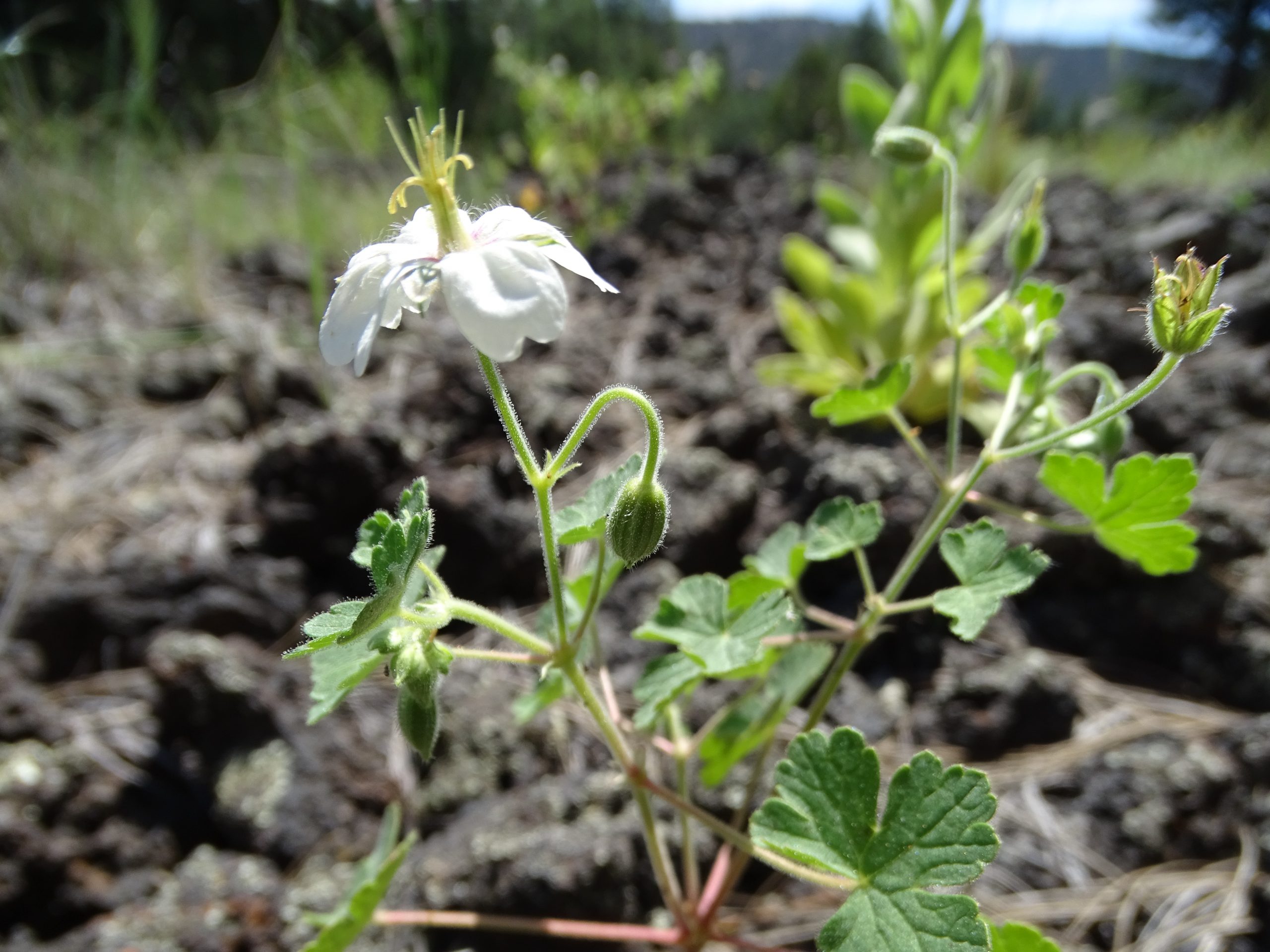 Geranium lentum