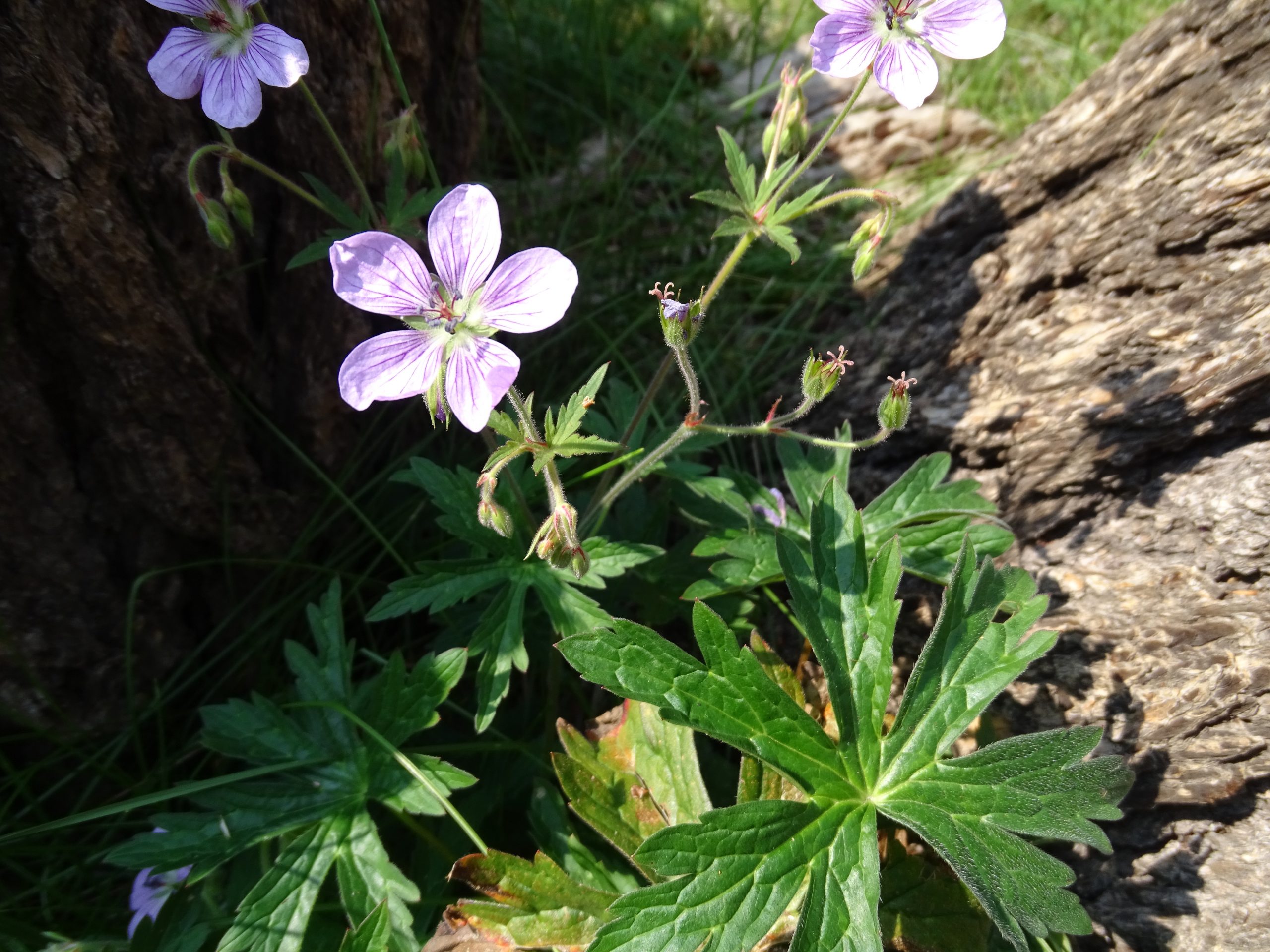 Geranium richardsonii