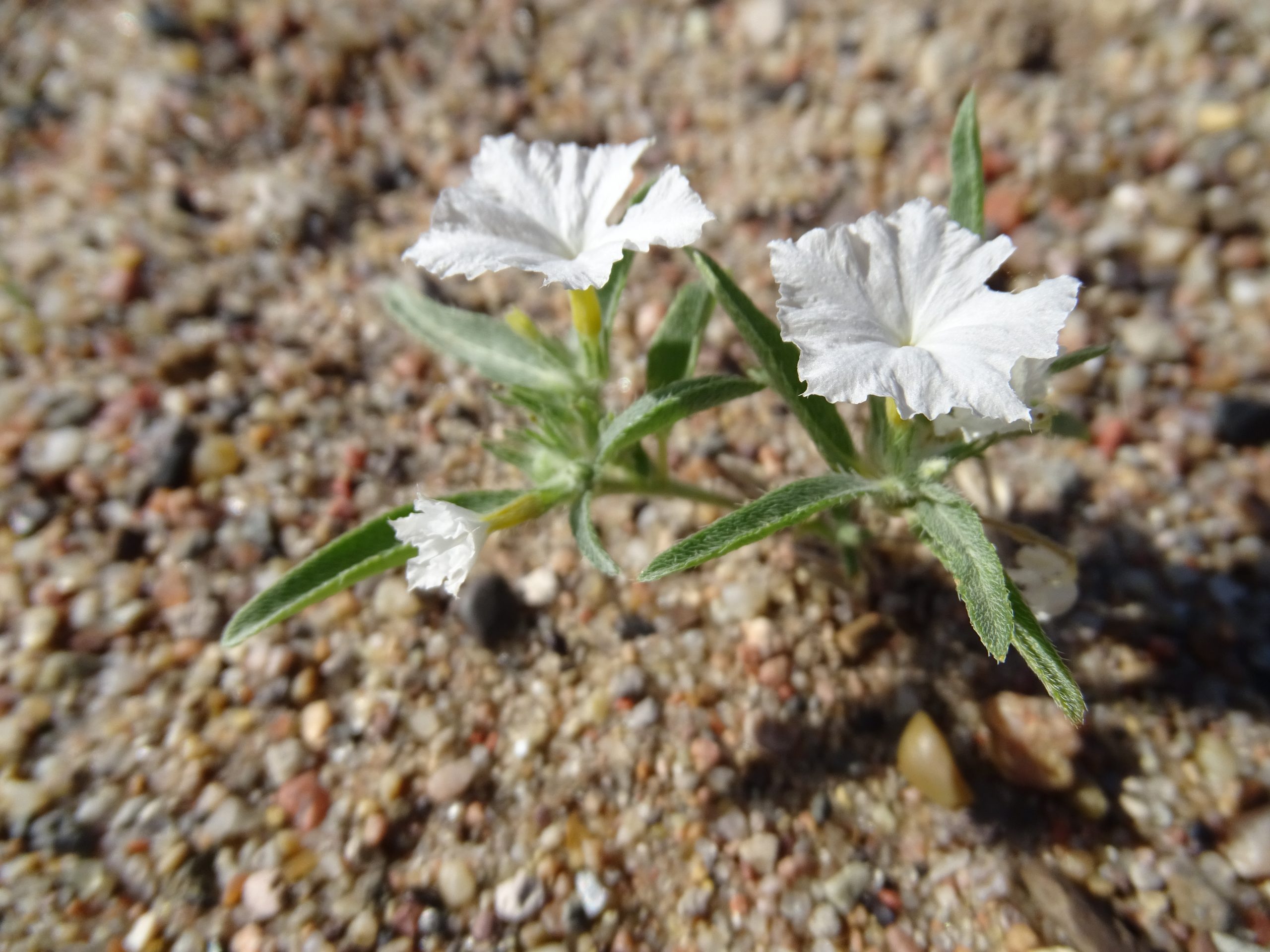 Heliotropium convolvulaceum