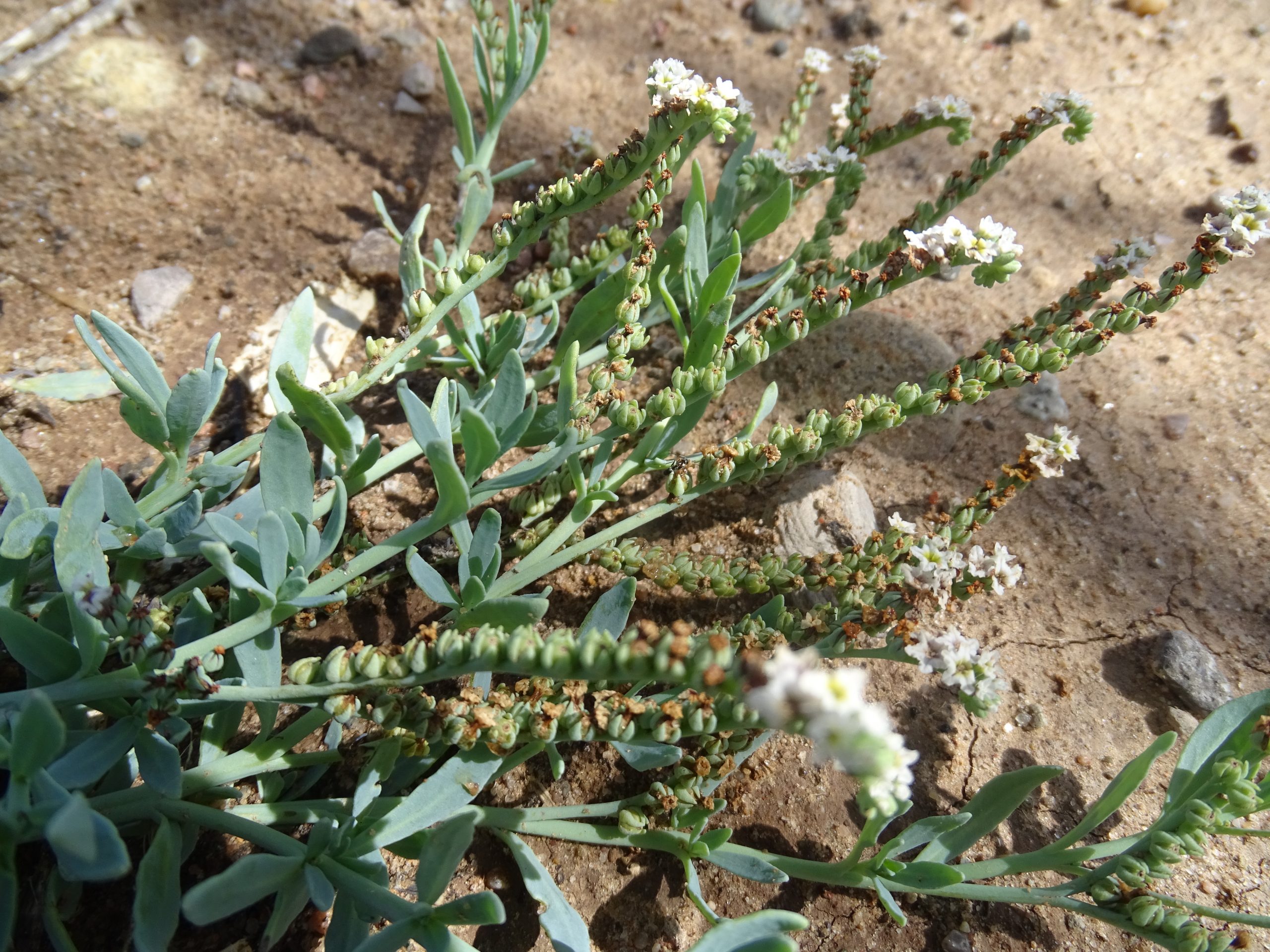 Heliotropium curassavicum