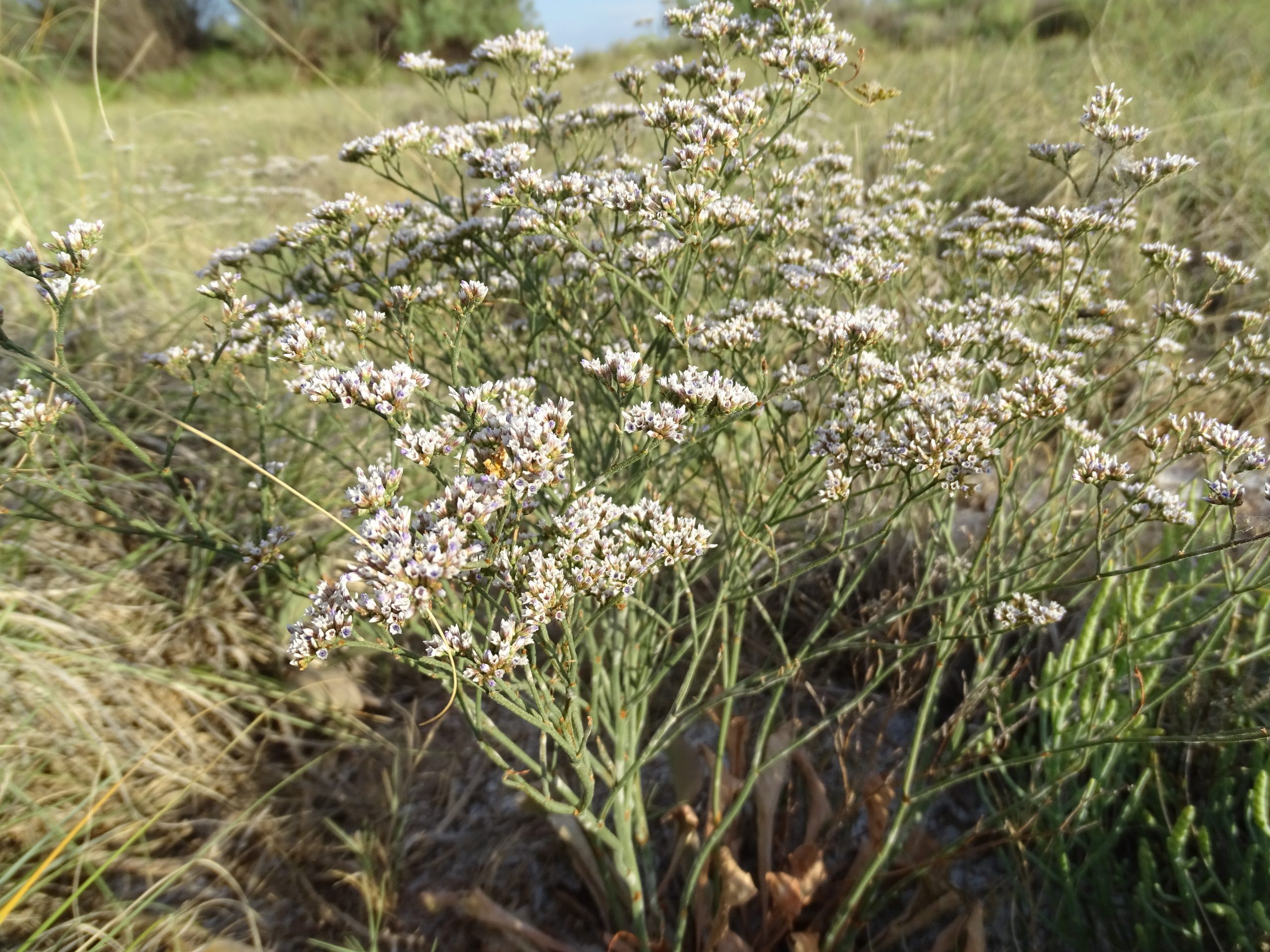 Limonium limbatum