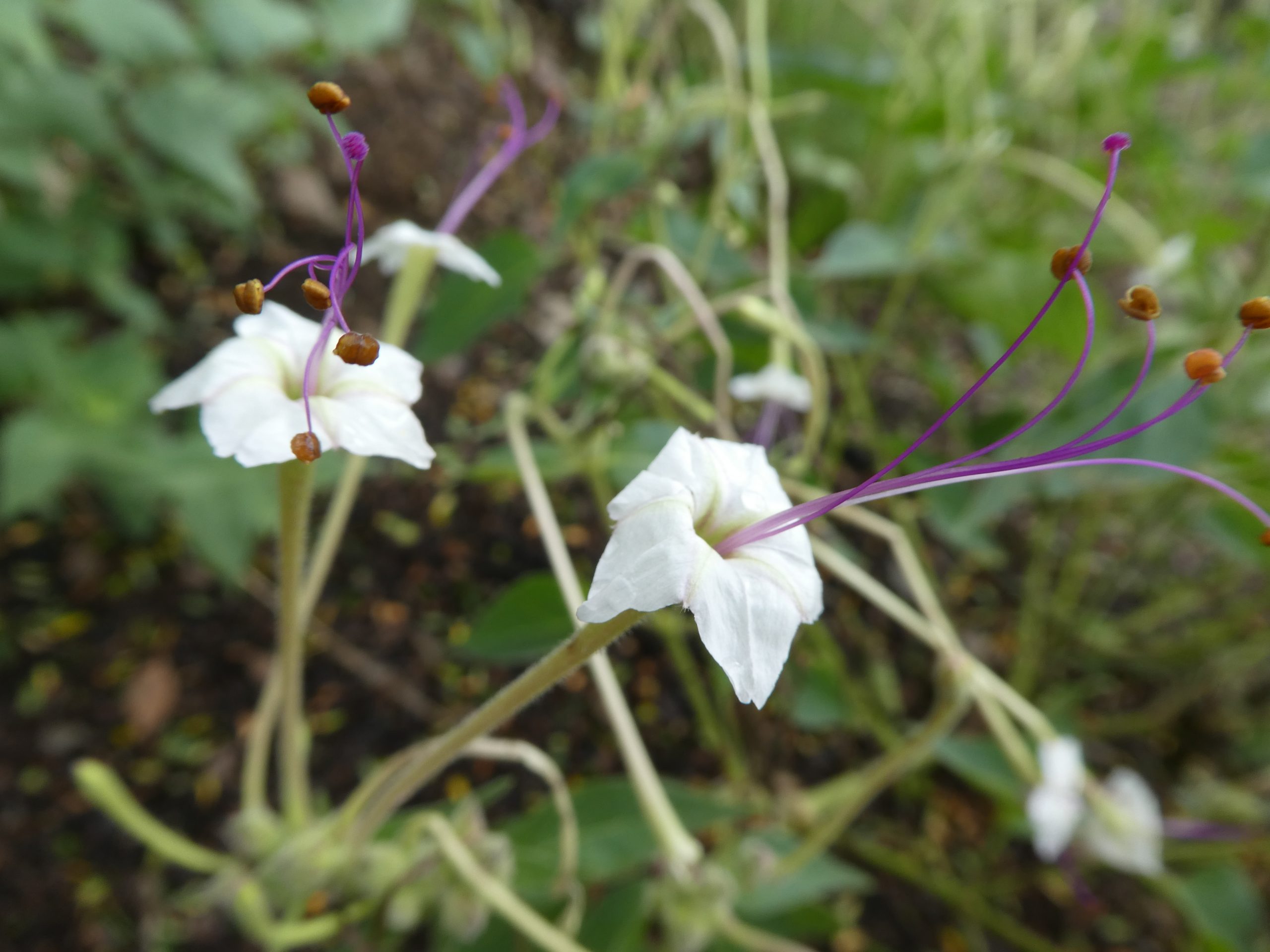 Mirabilis longiflora