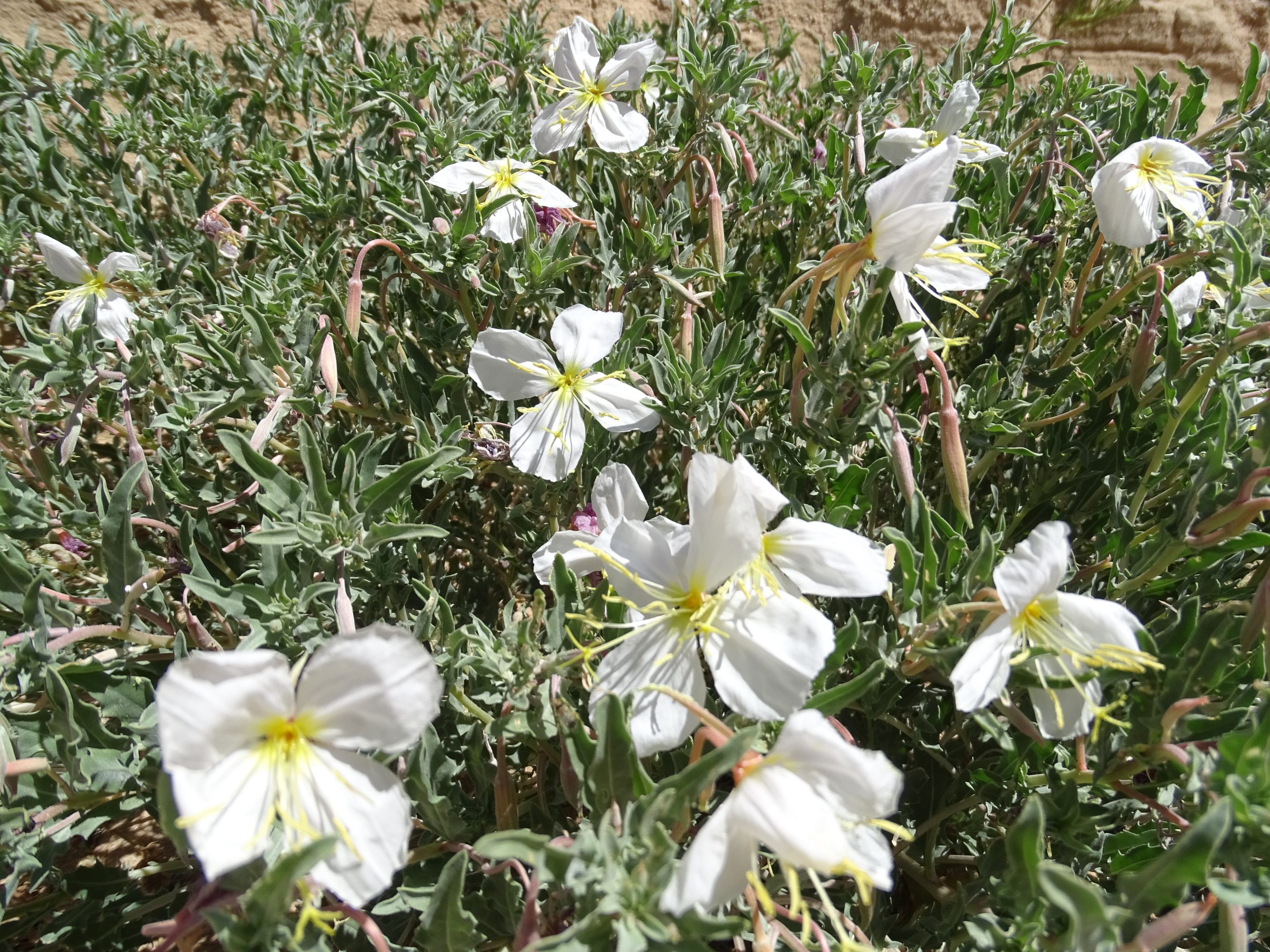 Oenothera albicaulis