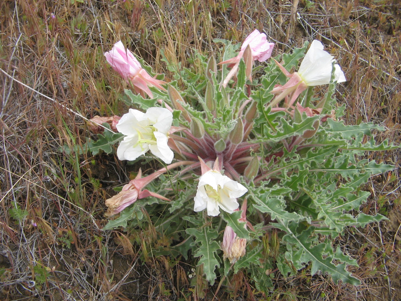 Oenothera caespitosa