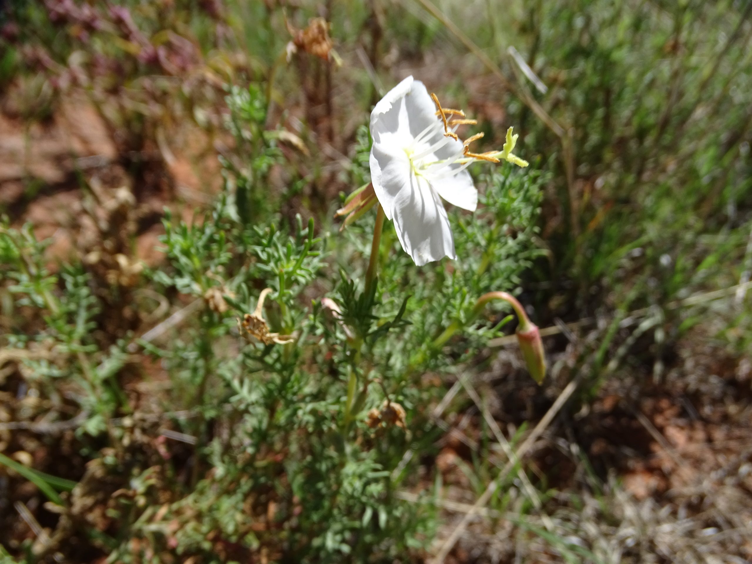 Oenothera coronopifolia