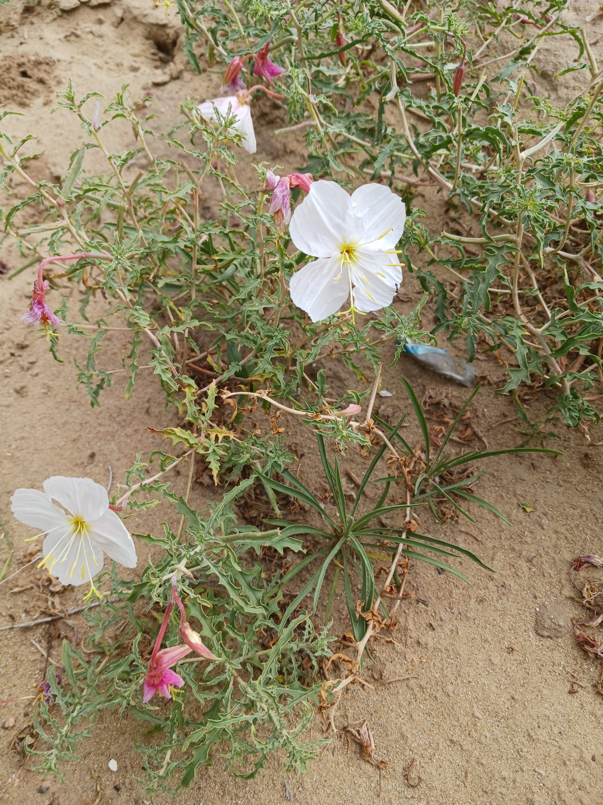 Oenothera pallida