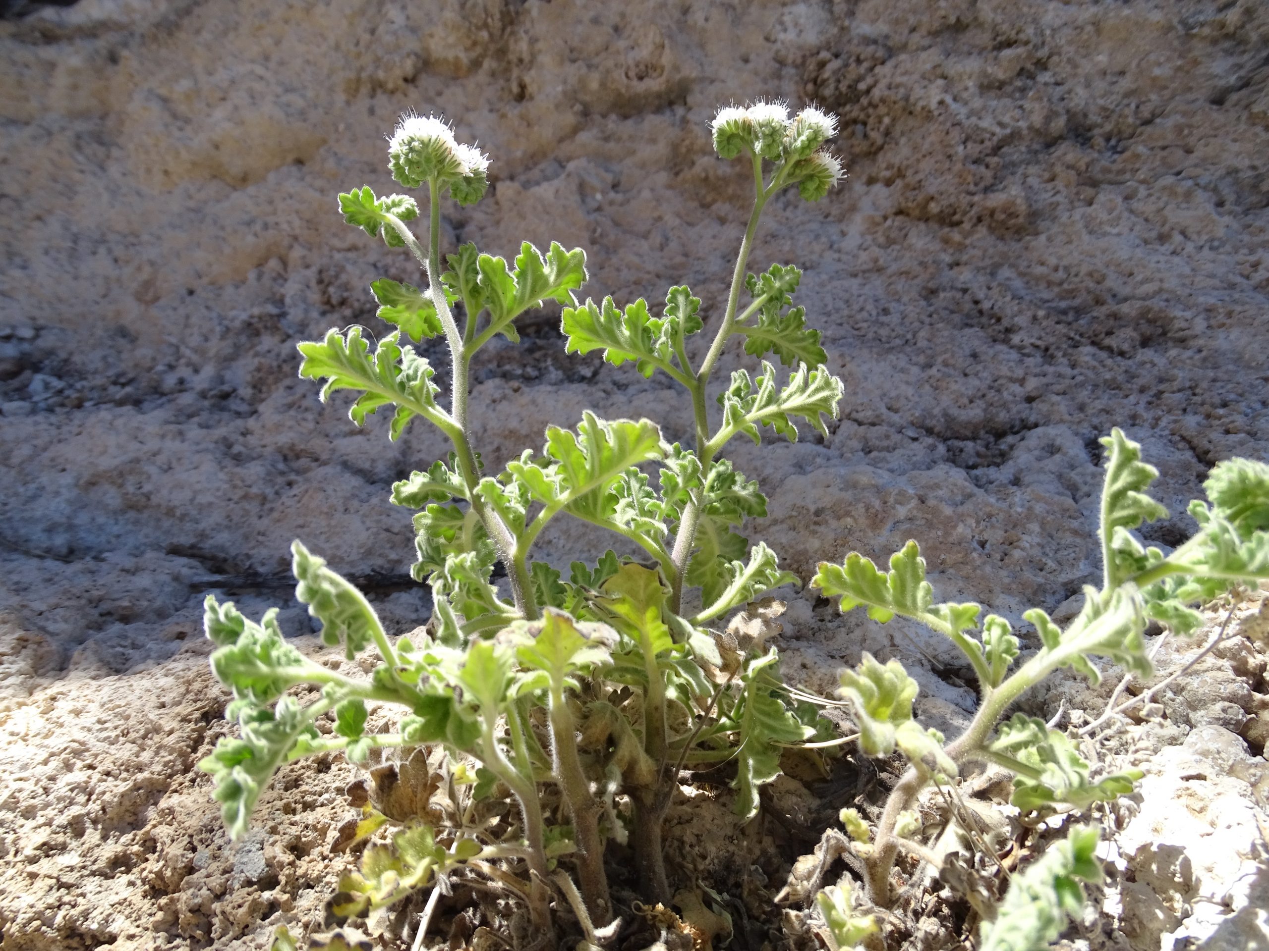 Phacelia alba